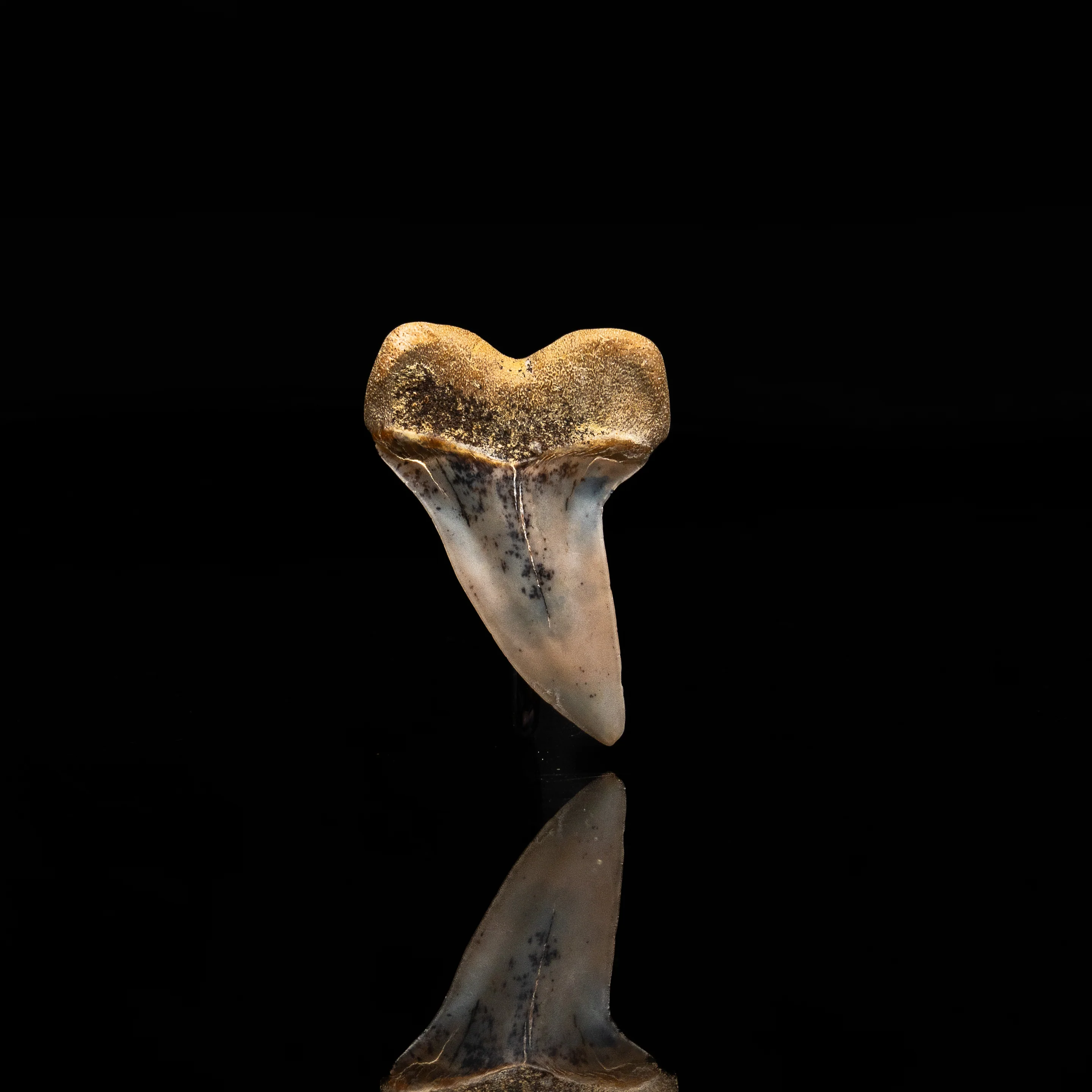Bakersfield C. planus 1.84" - Image 2