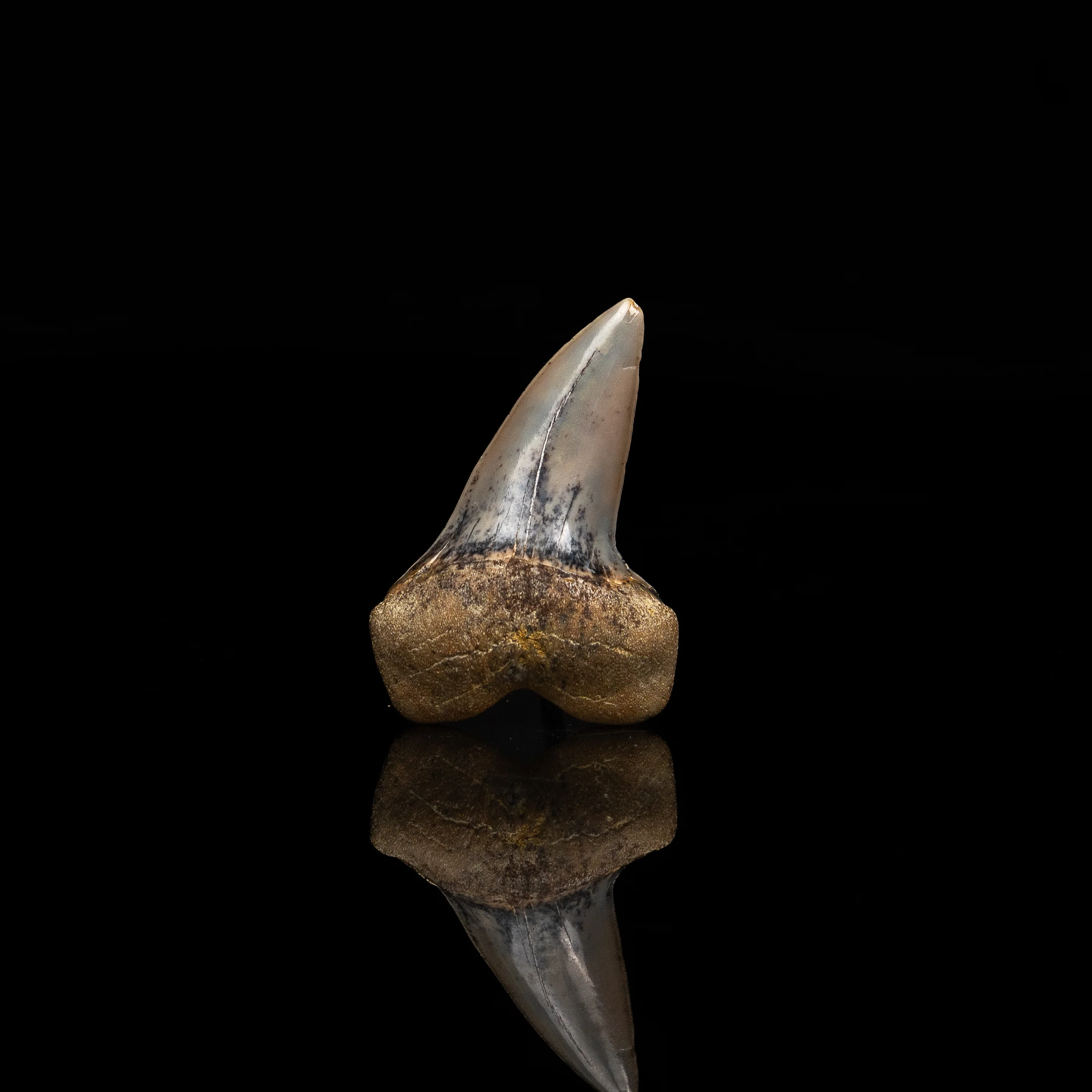 Bakersfield C. planus 1.84" - Image 3