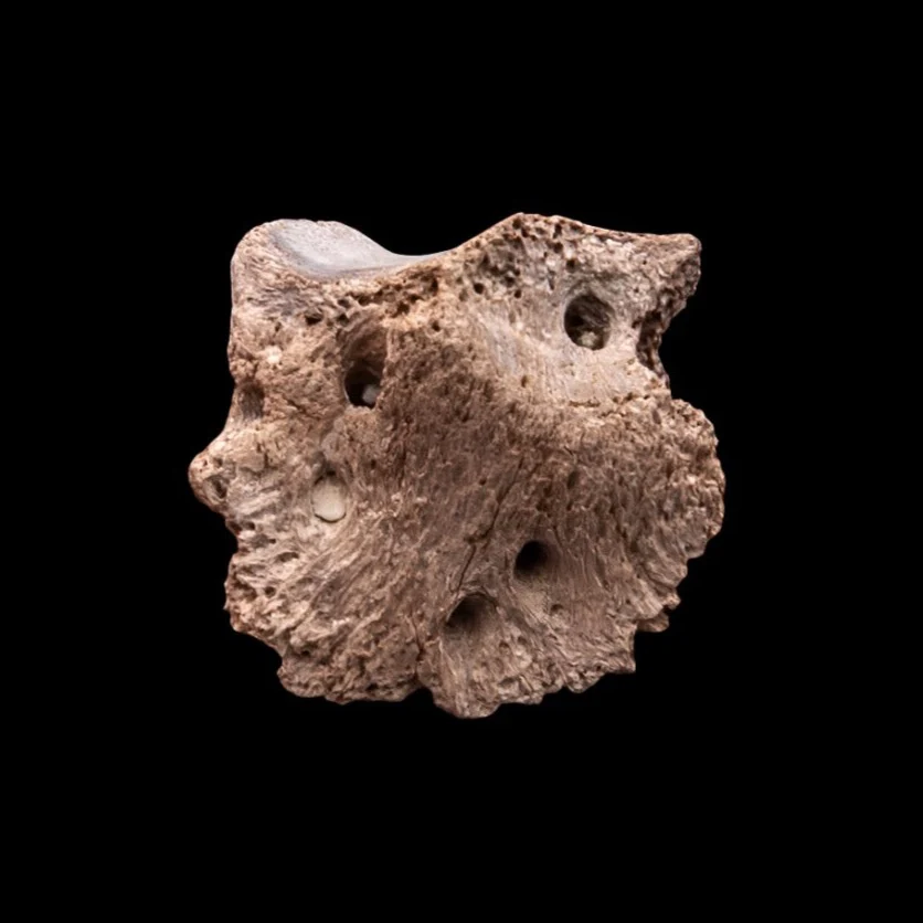 Rare Early Miocene Rhino Side Hoof  Florida Fossils - Image 3