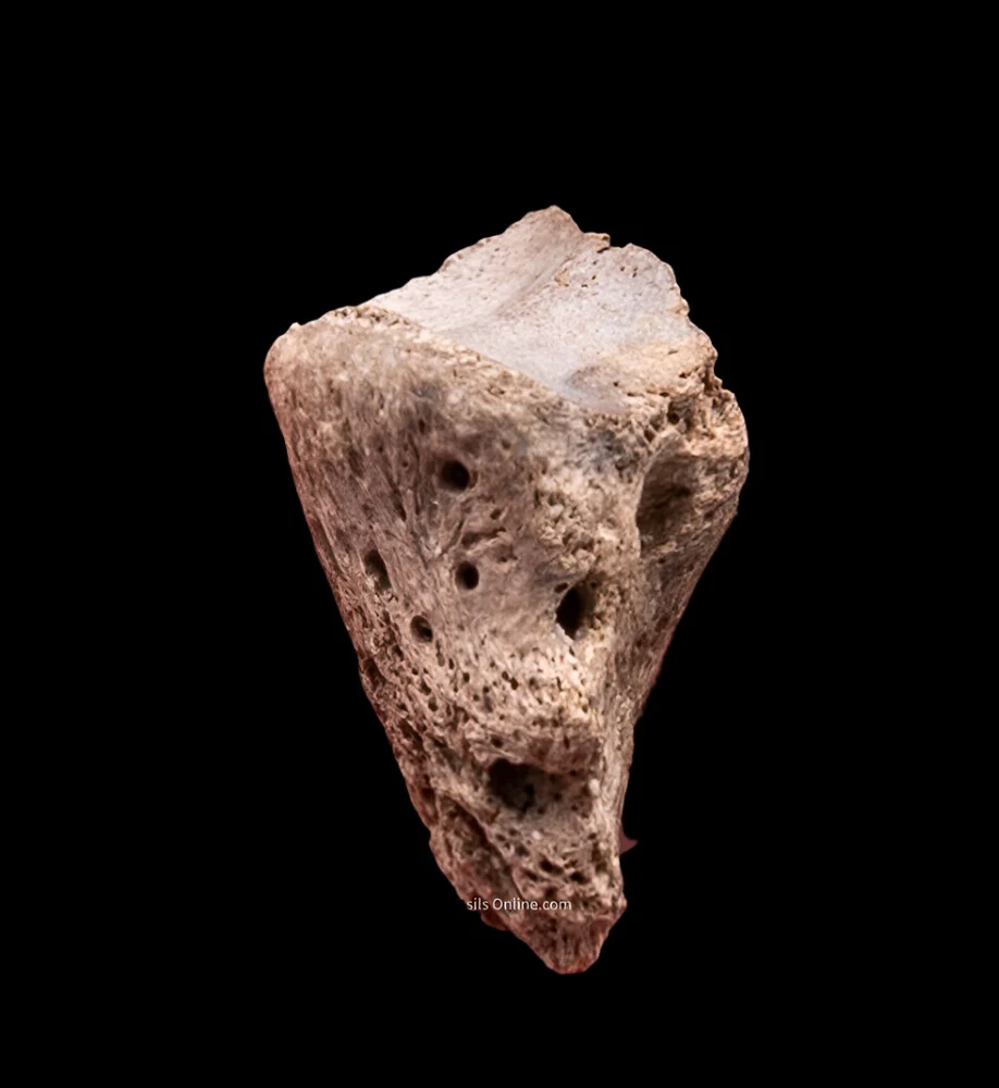 Rare Early Miocene Rhino Side Hoof  Florida Fossils - Image 4