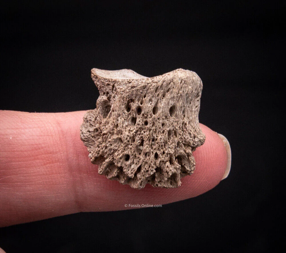 Rare Early Miocene Rhino Side Hoof  Florida Fossils - Image 5