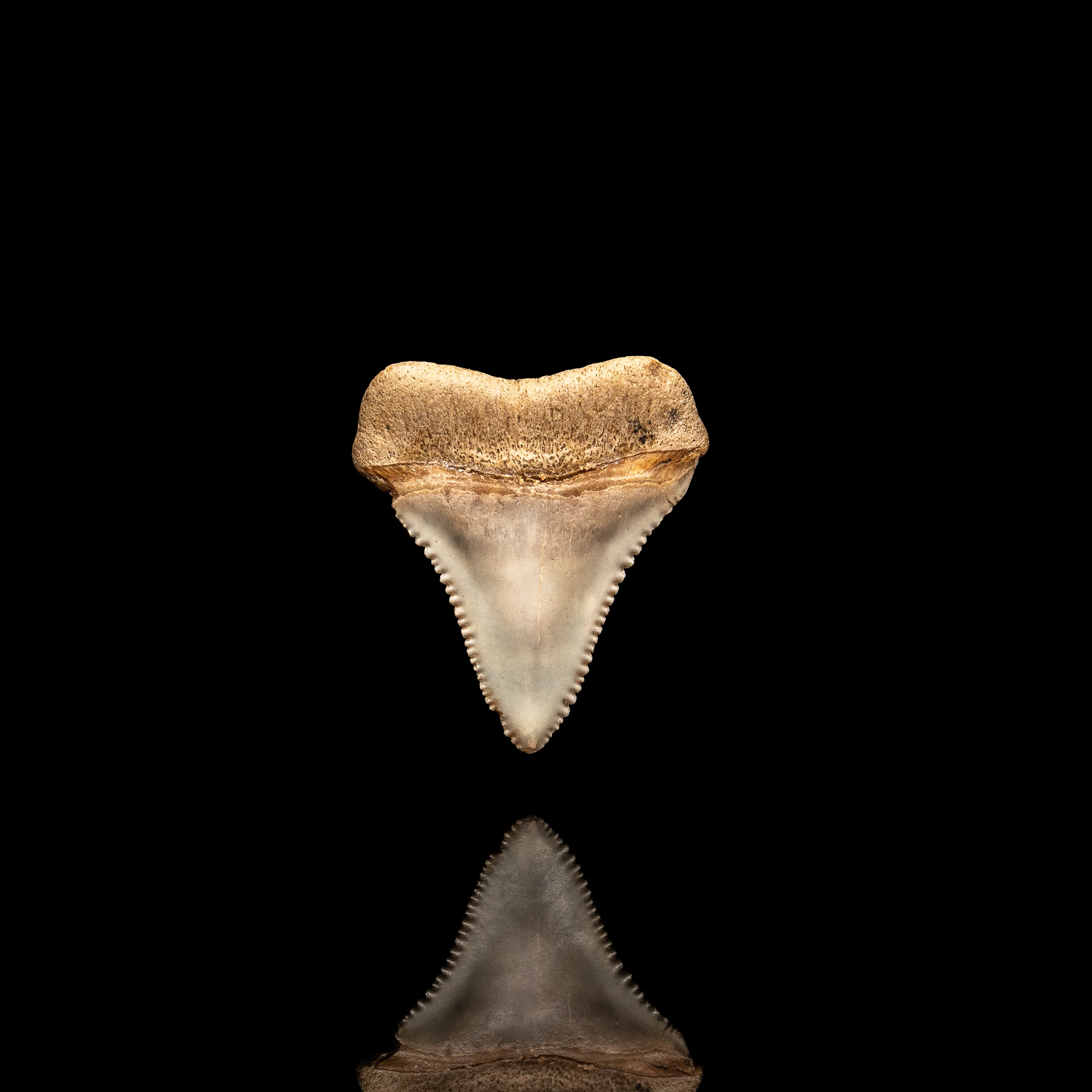 Rare Fossil Great White San Diego 1.52" - Image 3