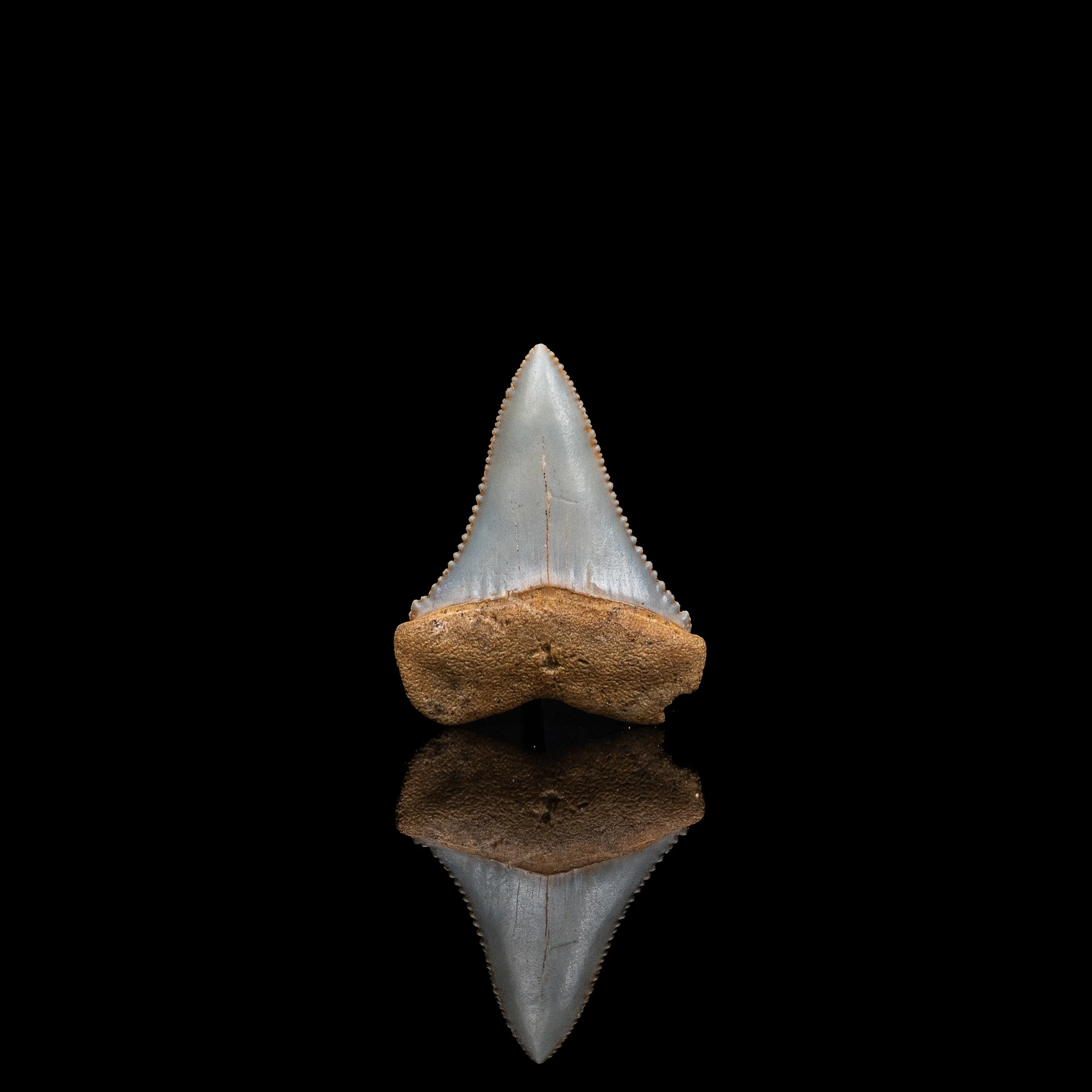 Rare Fossil Great White San Diego 1.56" - Image 3