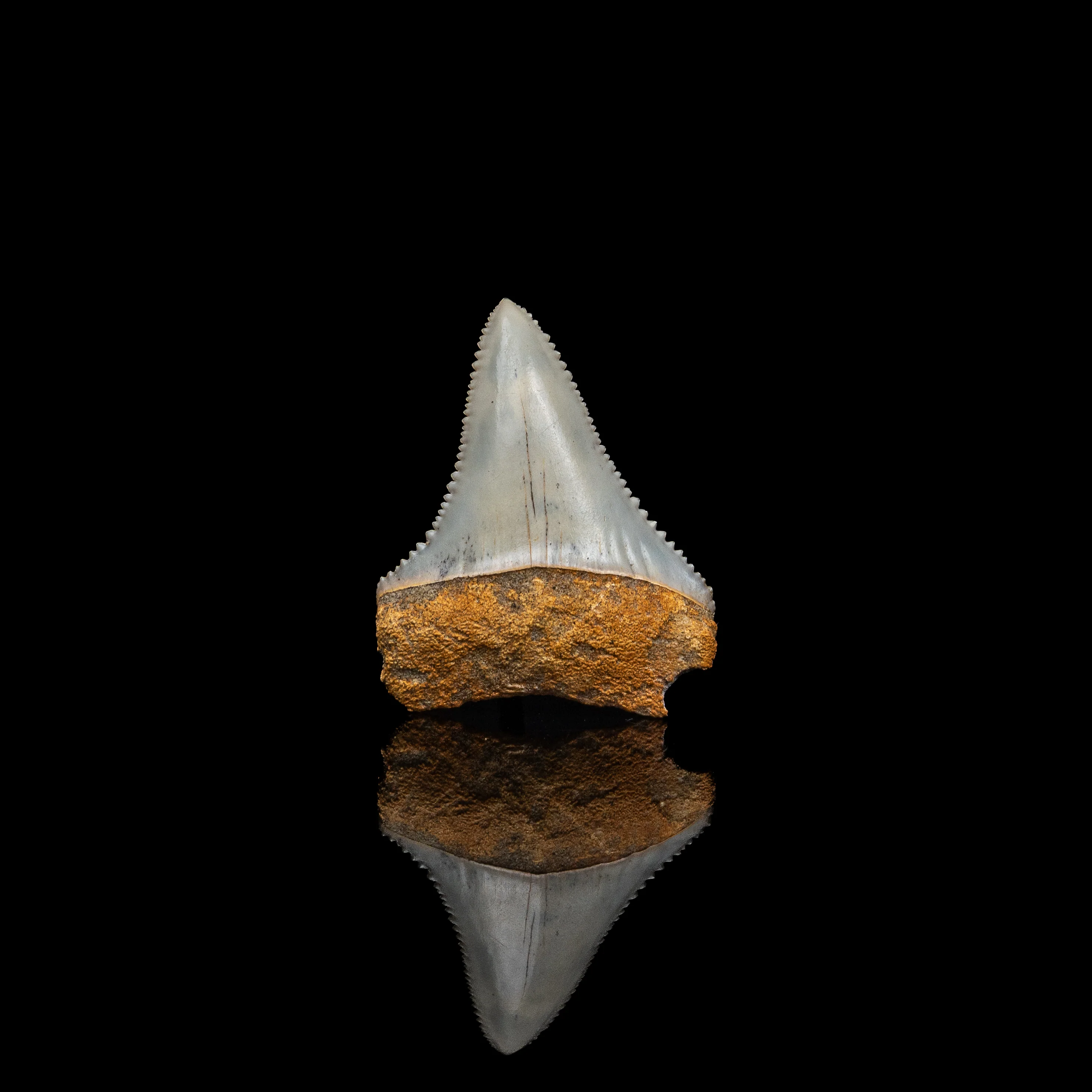 Rare Fossil Great White San Diego 1.6" - Image 3
