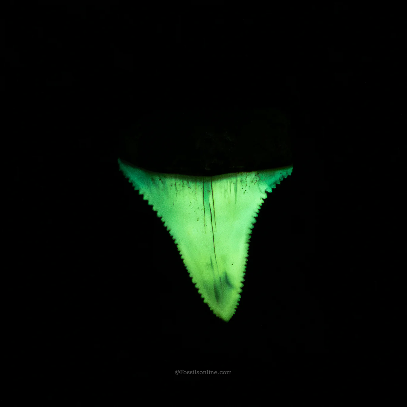 Rare Fossil Great White San Diego 1.6" - Image 4