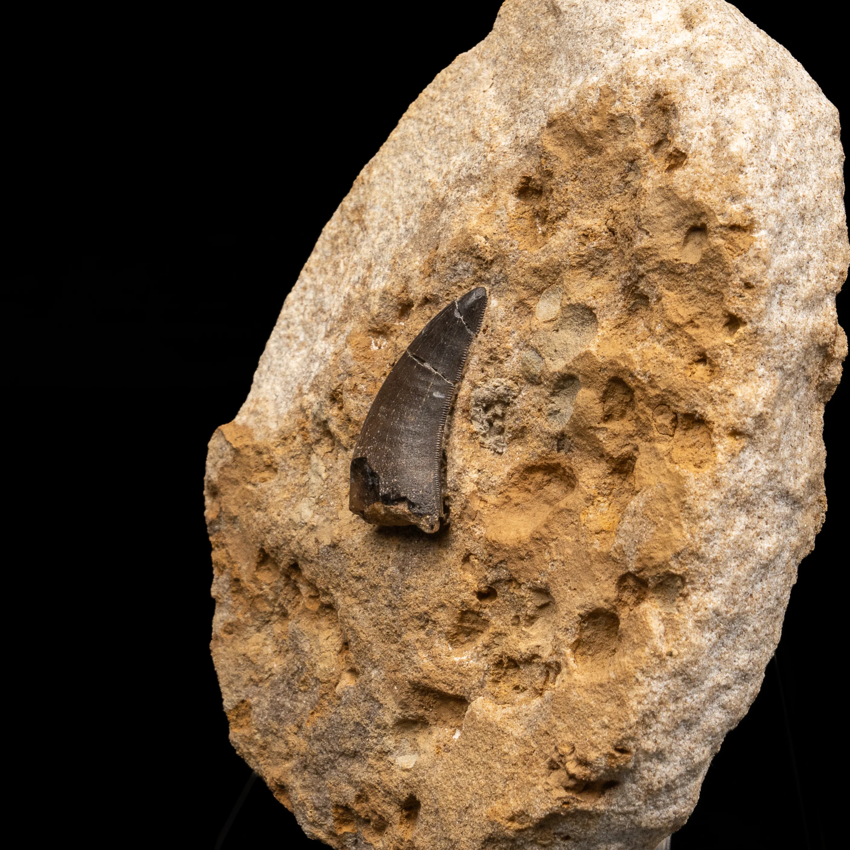 RARE Marshosaurus Tooth in matrix - Image 3