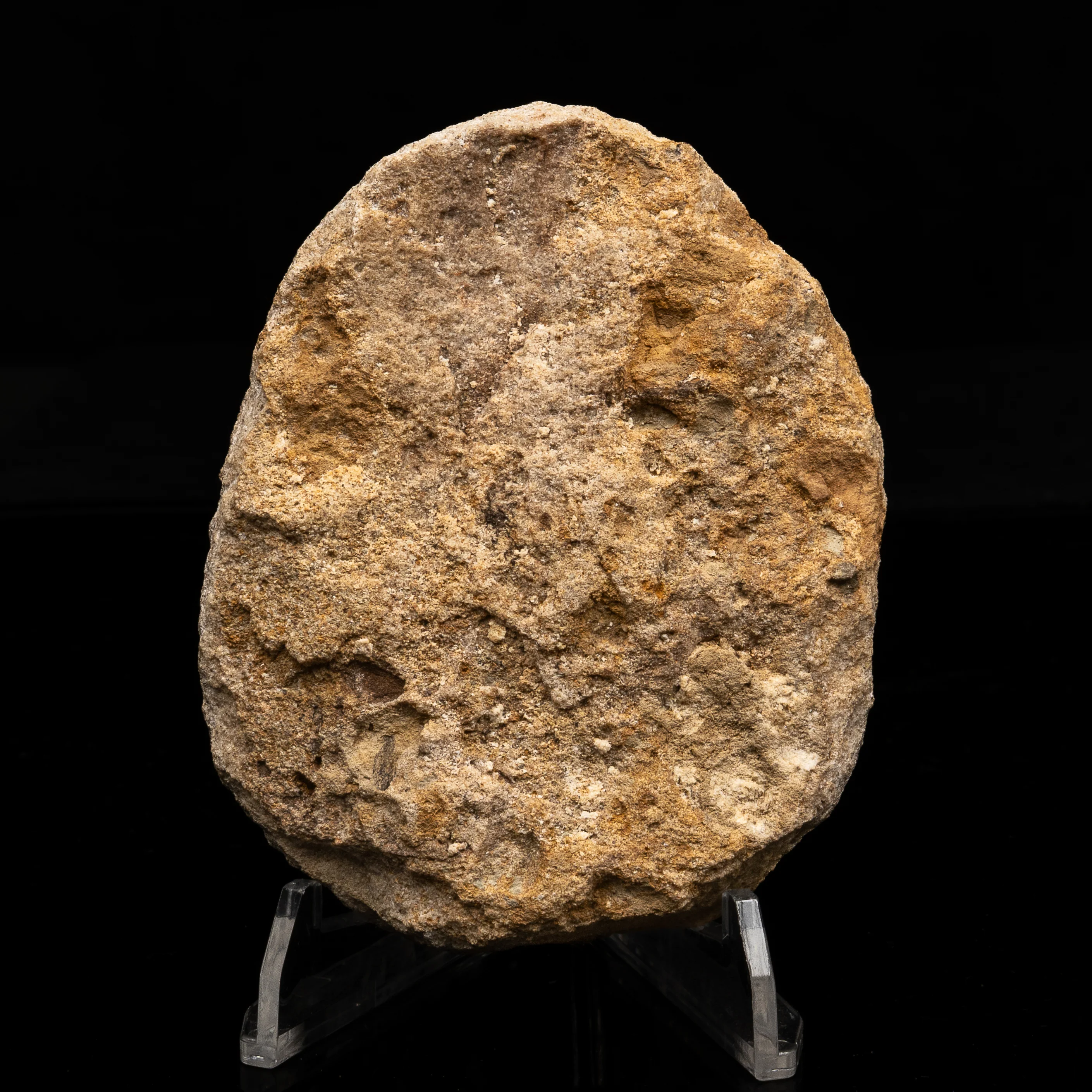 RARE Marshosaurus Tooth in matrix - Image 4