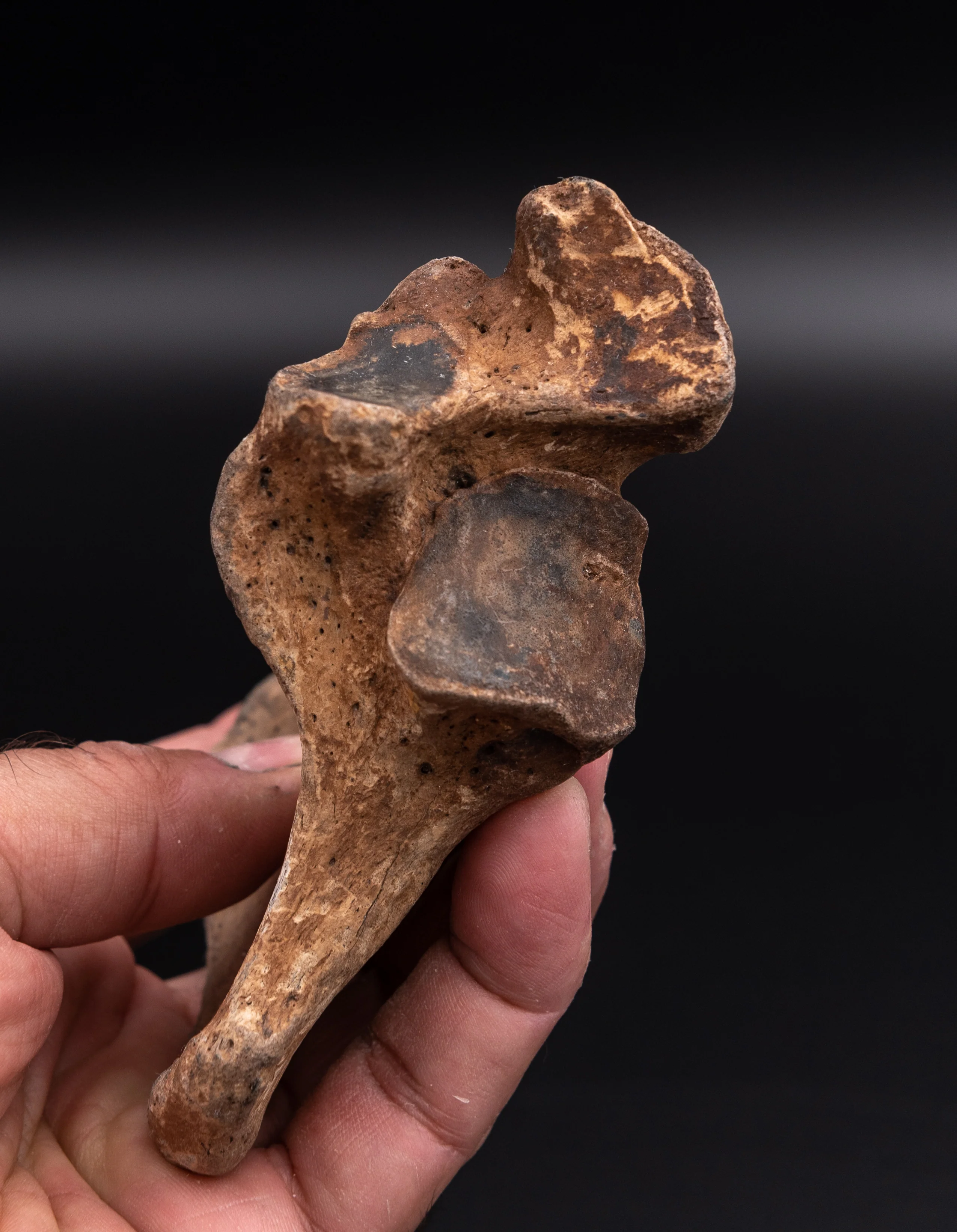Rare Megalonyx Calcaneus Florida Fossils - Image 3