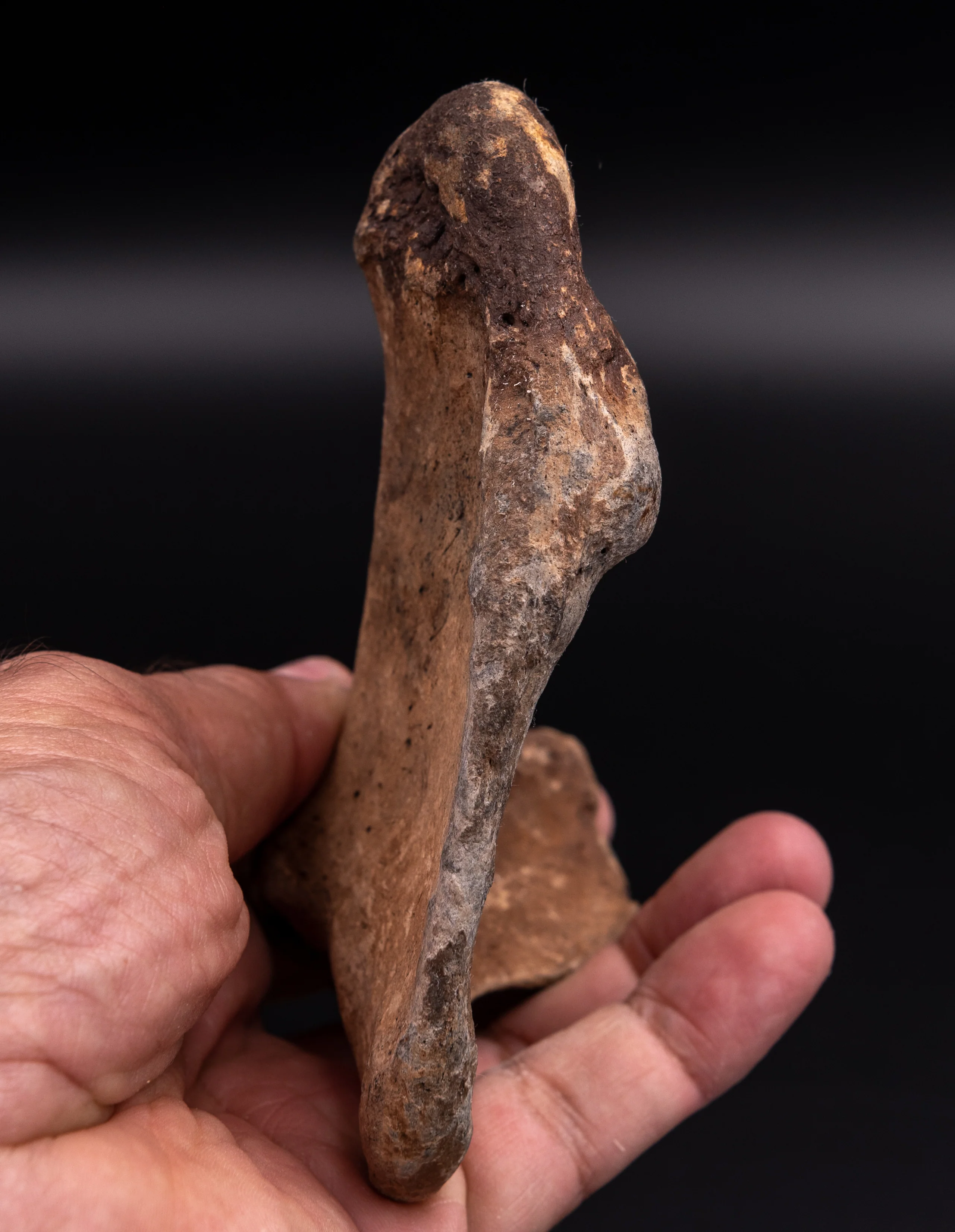Rare Megalonyx Calcaneus Florida Fossils - Image 4