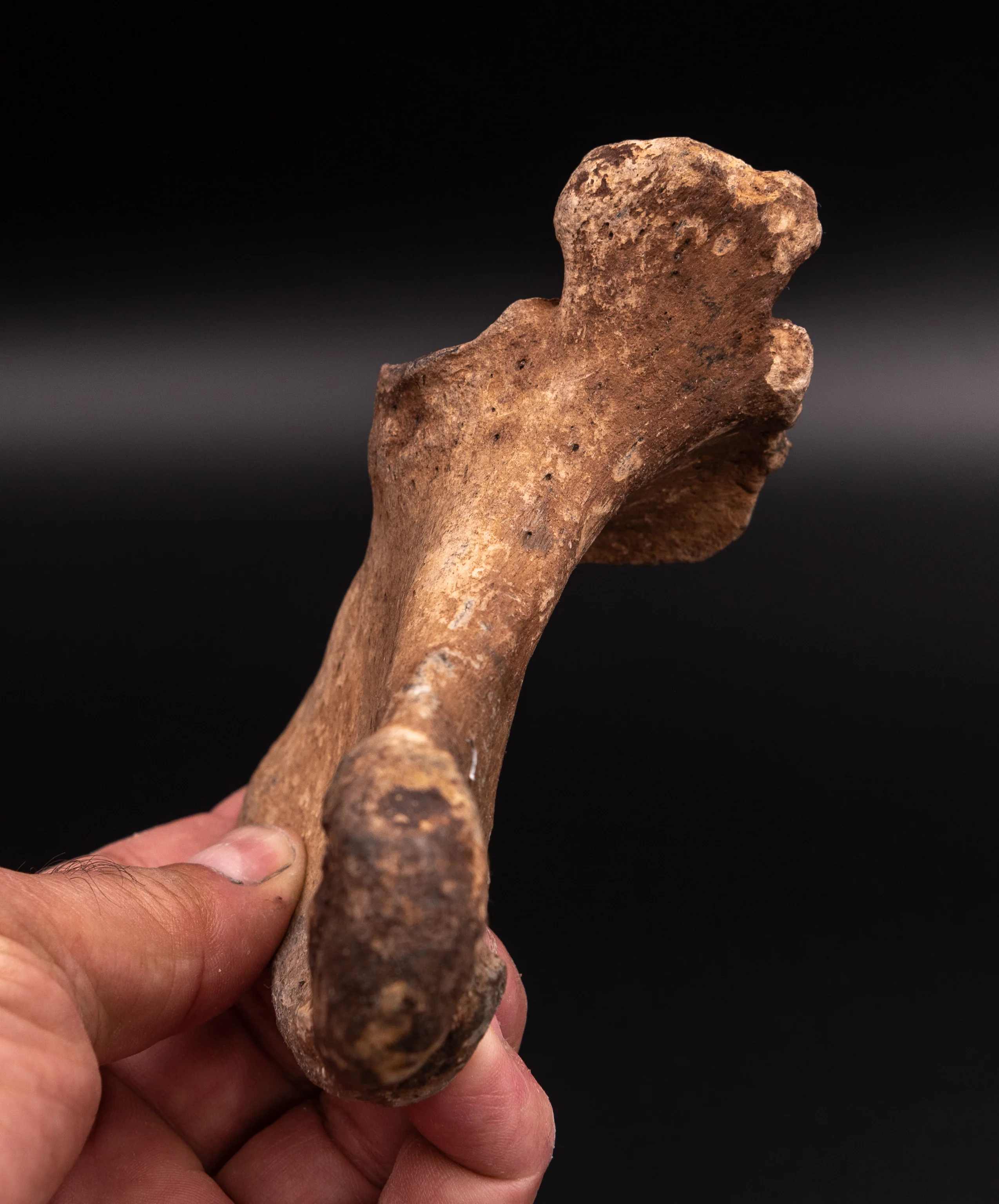 Rare Megalonyx Calcaneus Florida Fossils - Image 5