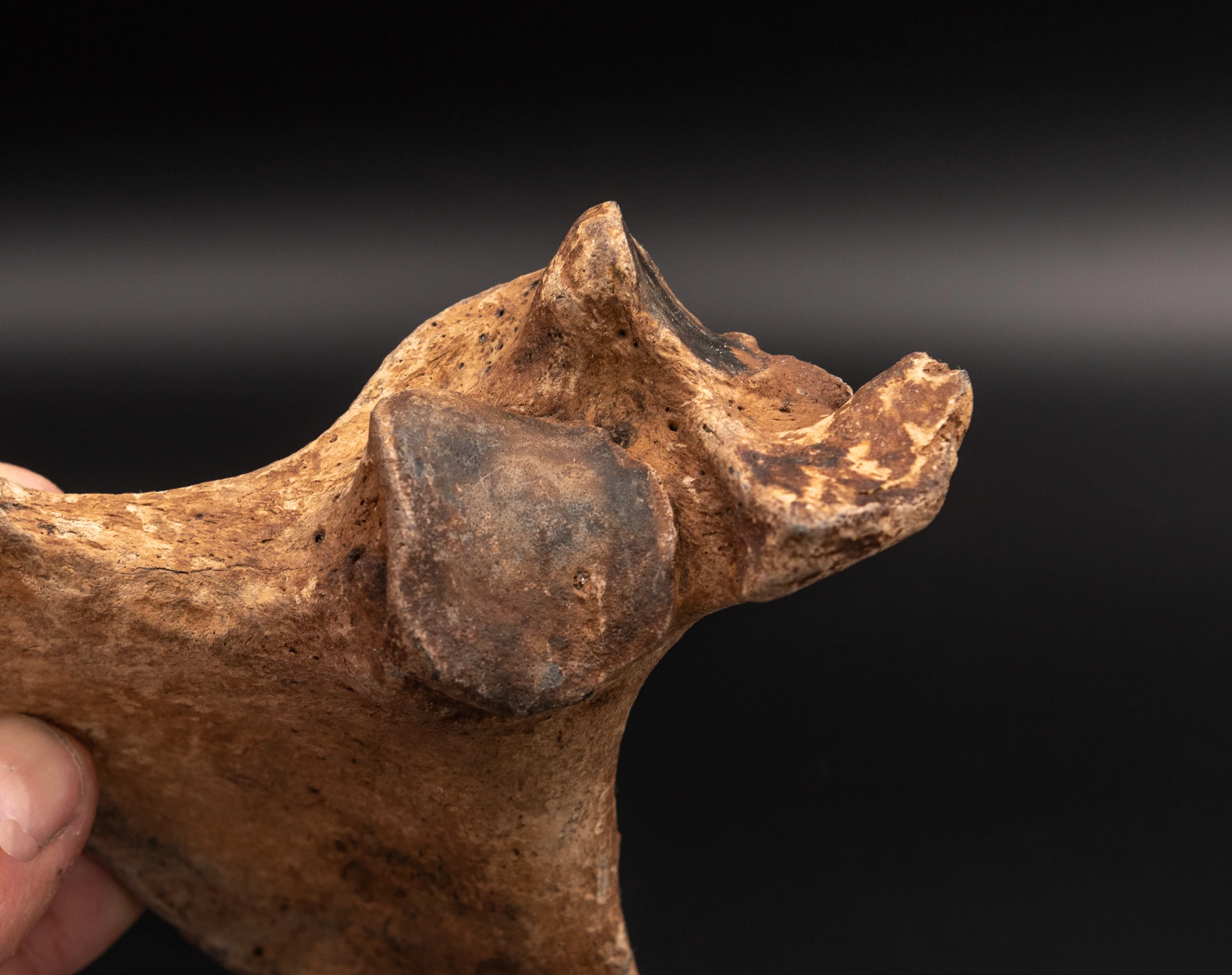 Rare Megalonyx Calcaneus Florida Fossils - Image 6