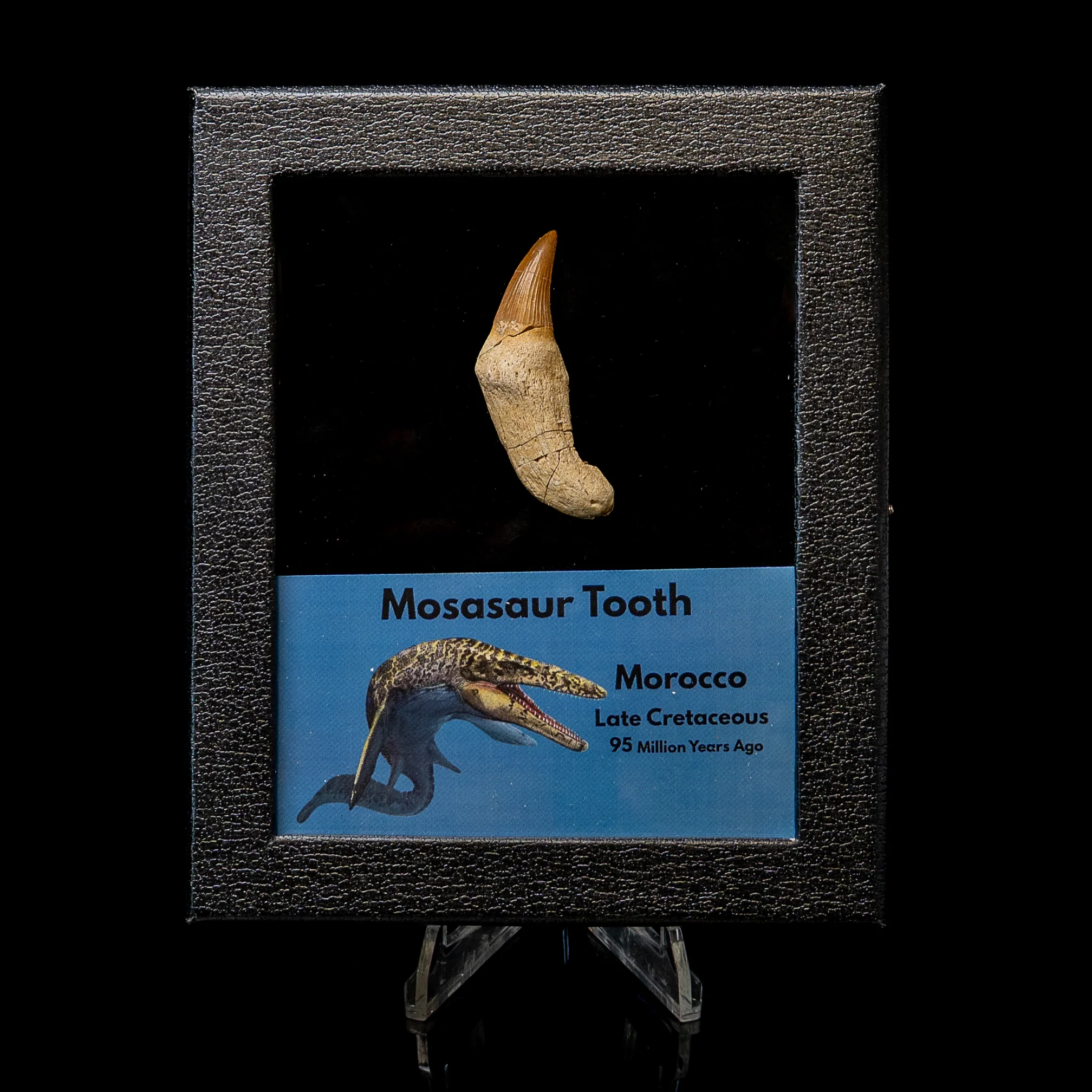 Rooted Mosasaurus Tooth - Image 3