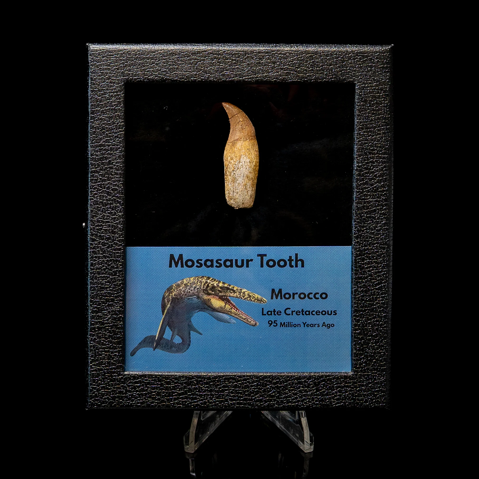 Rooted Mosasaurus Tooth - Image 4