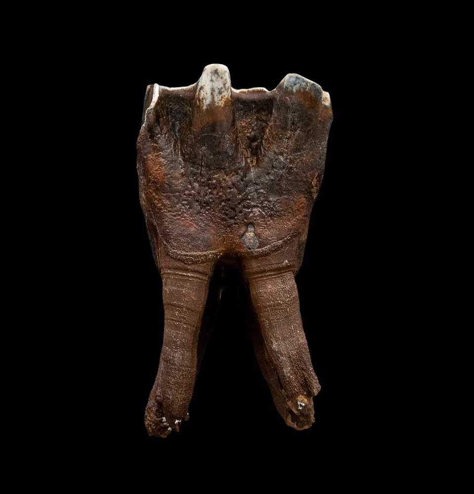Rooted Woolly Rhino Tooth - Image 3