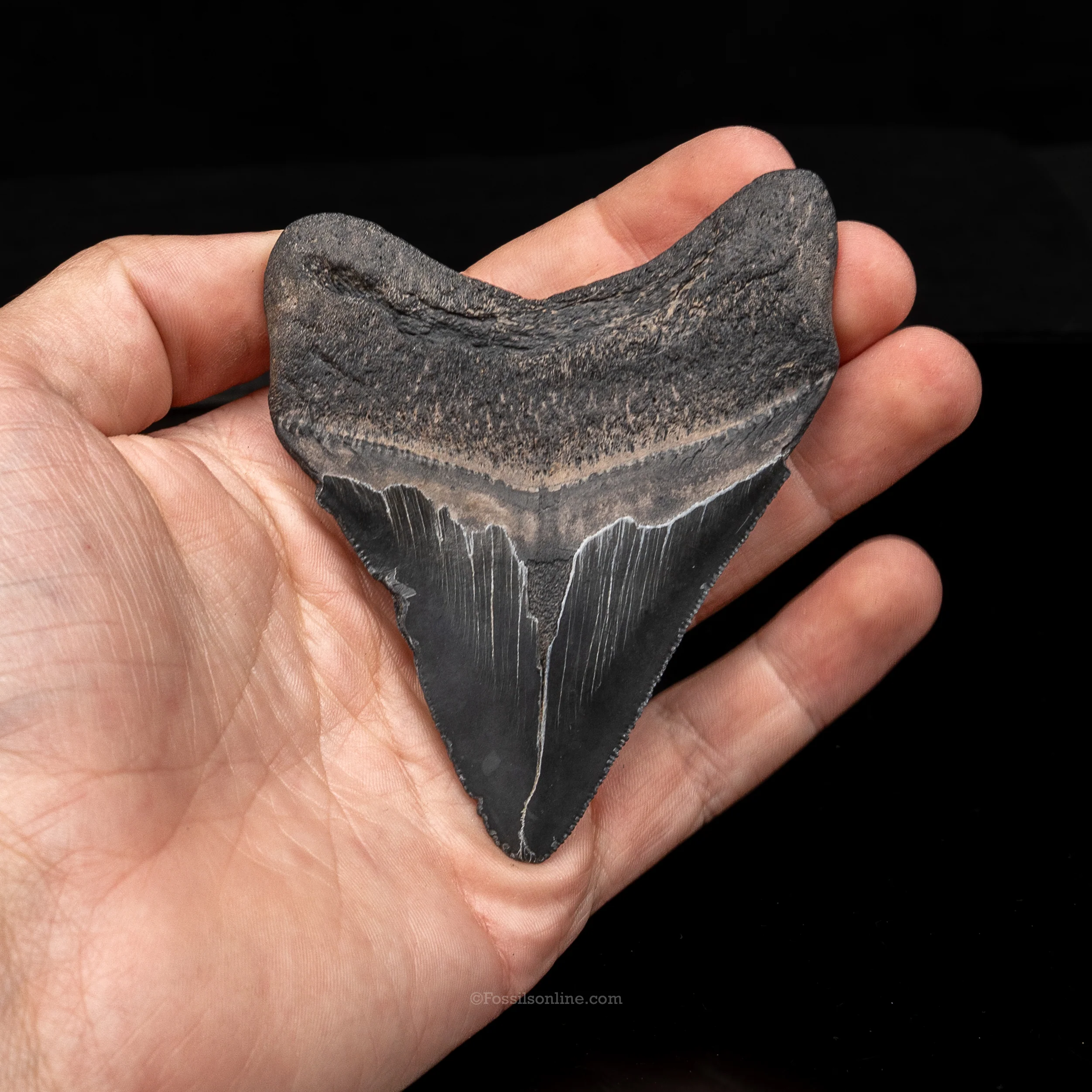 South Carolina Megalodon 3.74" - Image 2