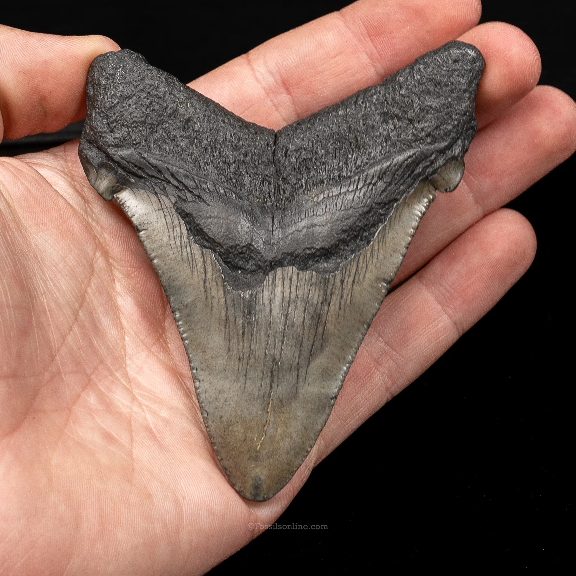 South Carolina Angustidens 3.76" - Image 2