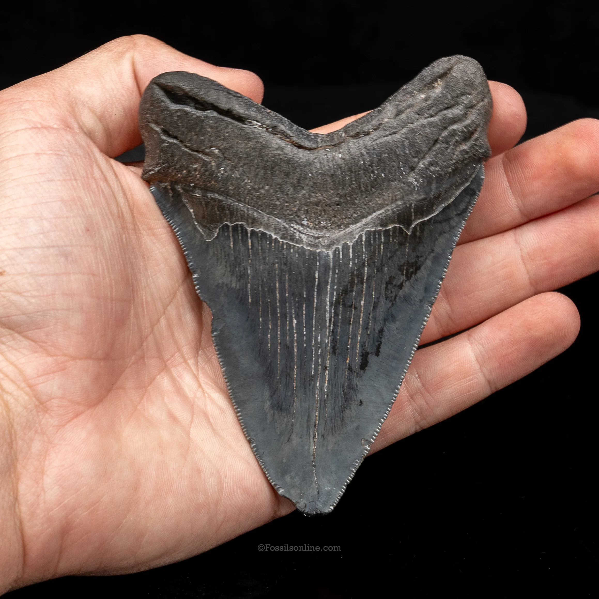South Carolina Megalodon 4.14" - Image 2