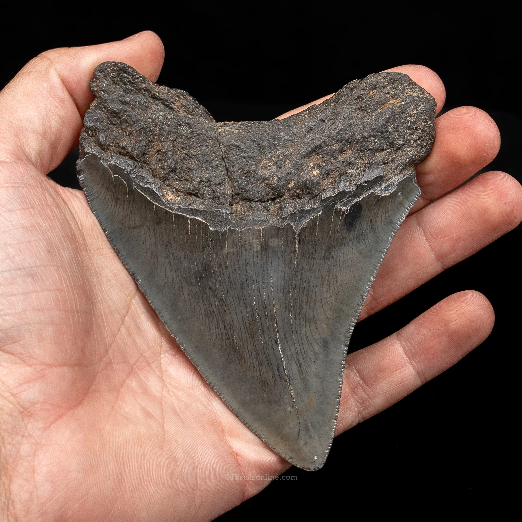 South Carolina Megalodon 4.42" - Image 2