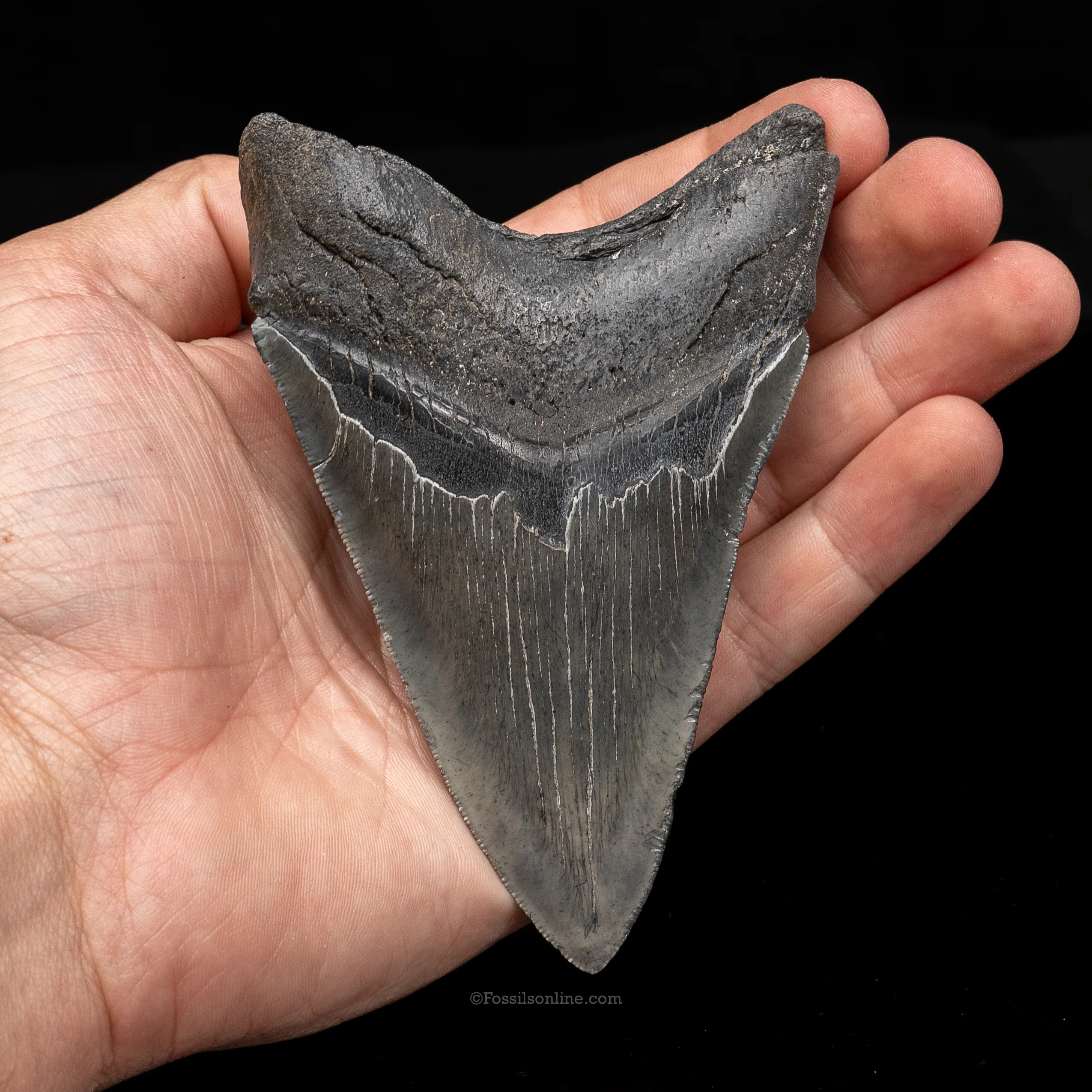 South Carolina Megalodon 4.45" - Image 2
