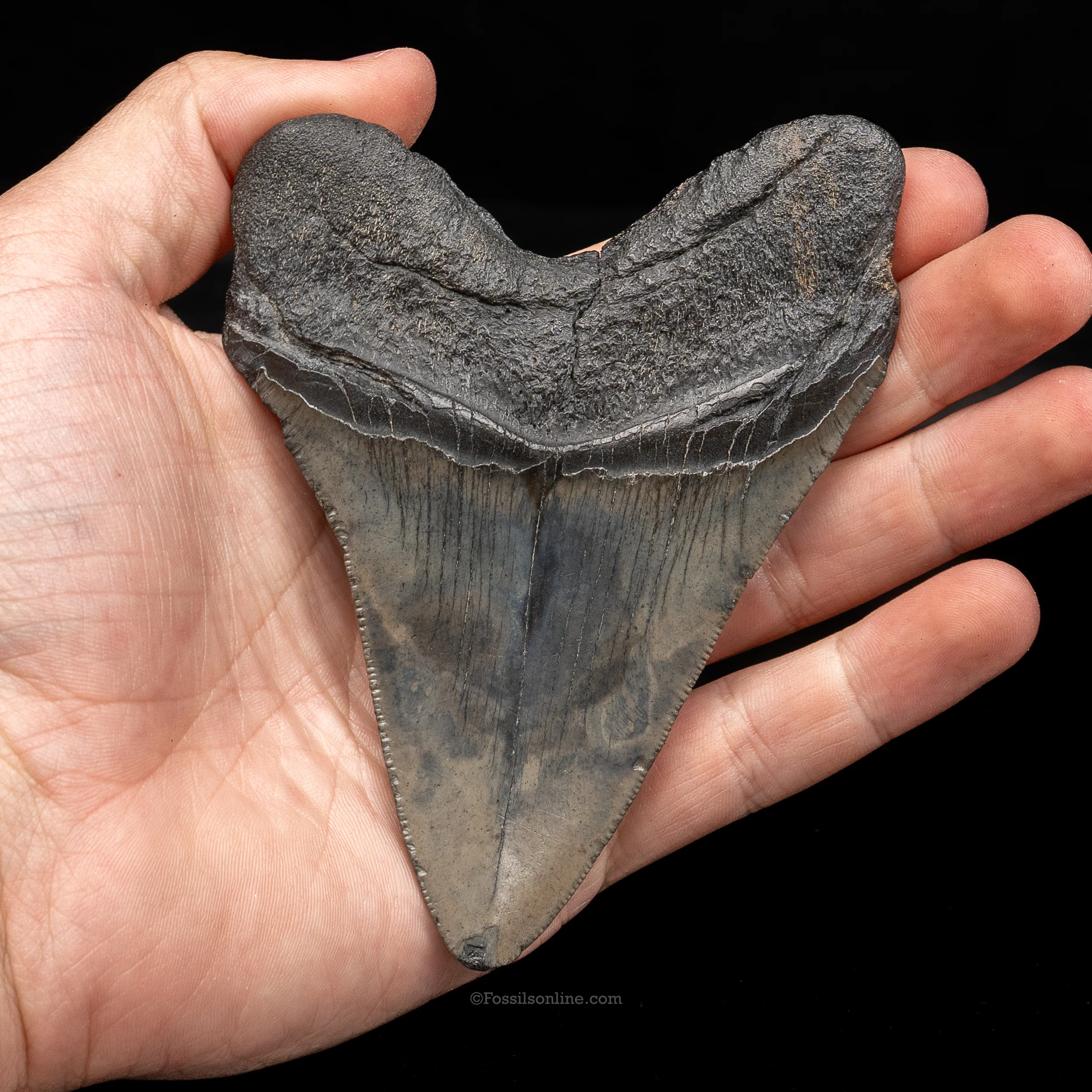 South Carolina Megalodon 4.53" - Image 2