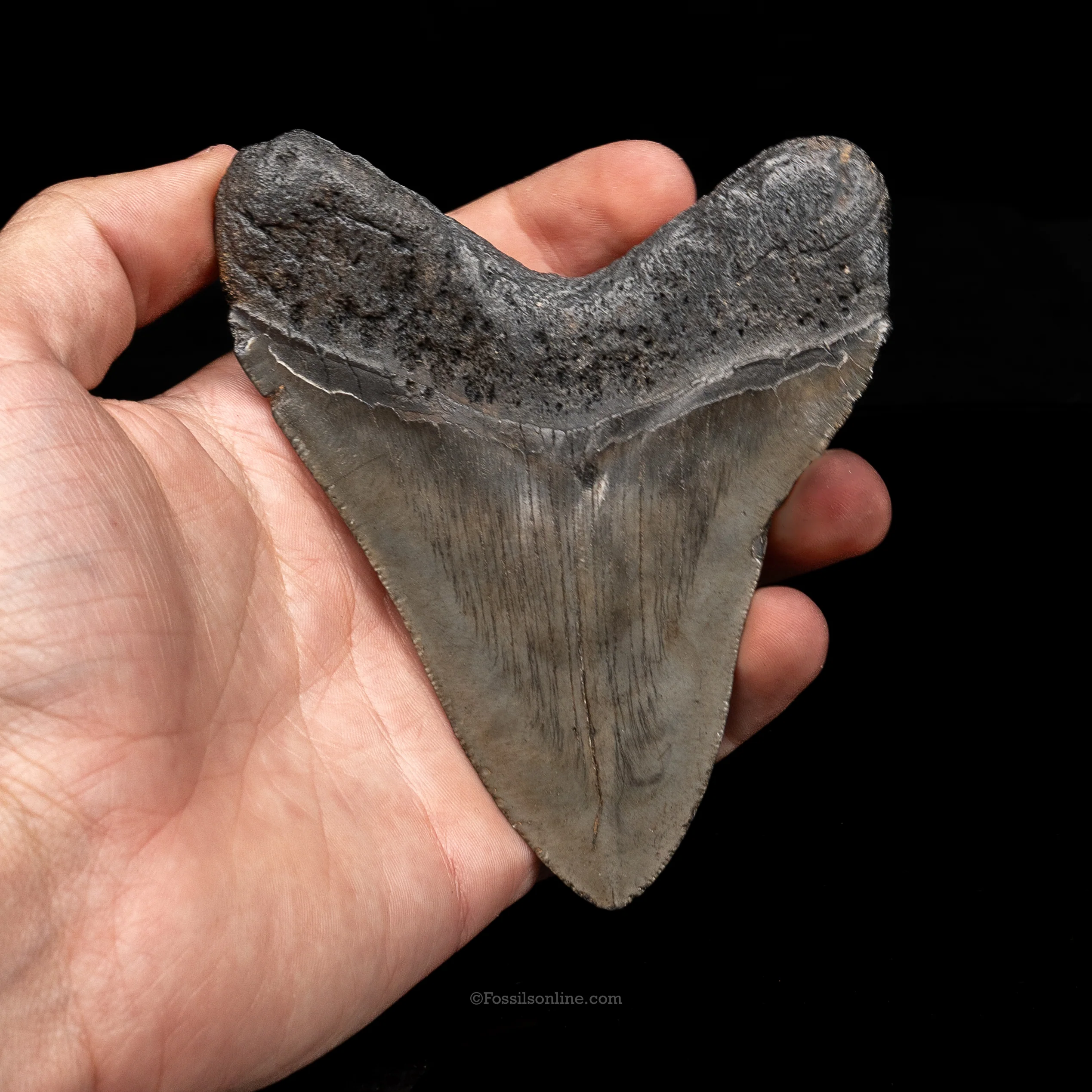 South Carolina Megalodon 4.56" - Image 2