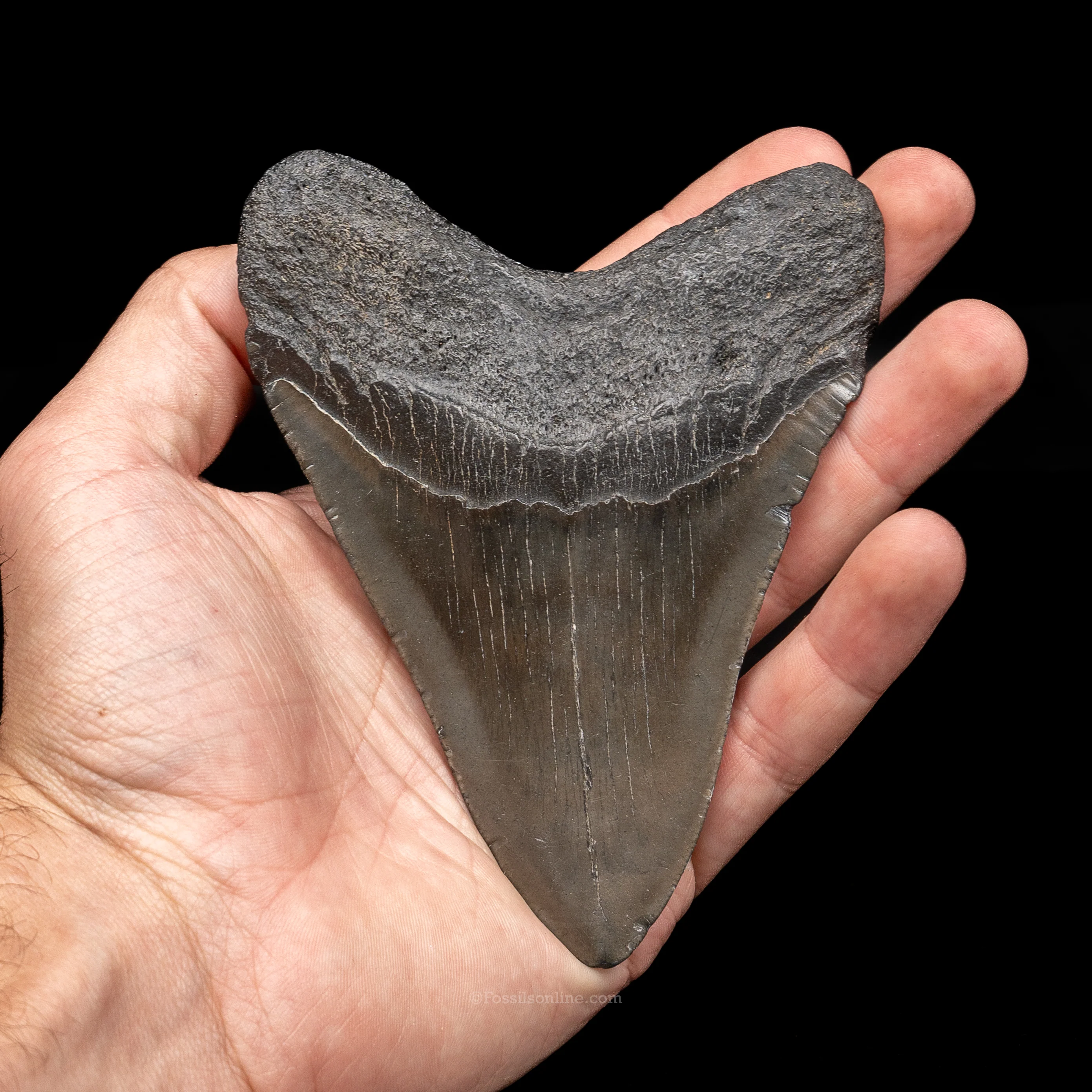 South Carolina Megalodon 4.75" - Image 2