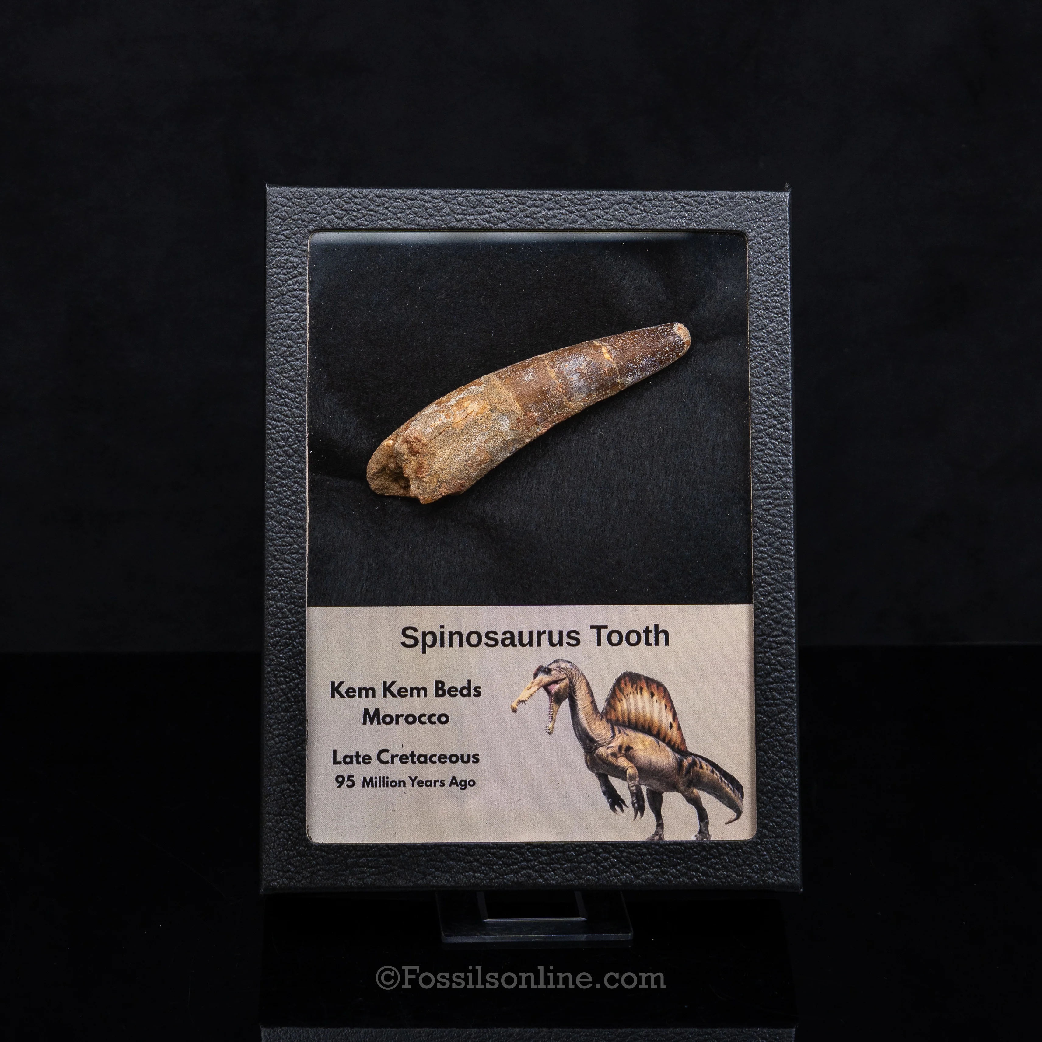 Spinosaurus Dinosaur Tooth in Lg Case - Image 10