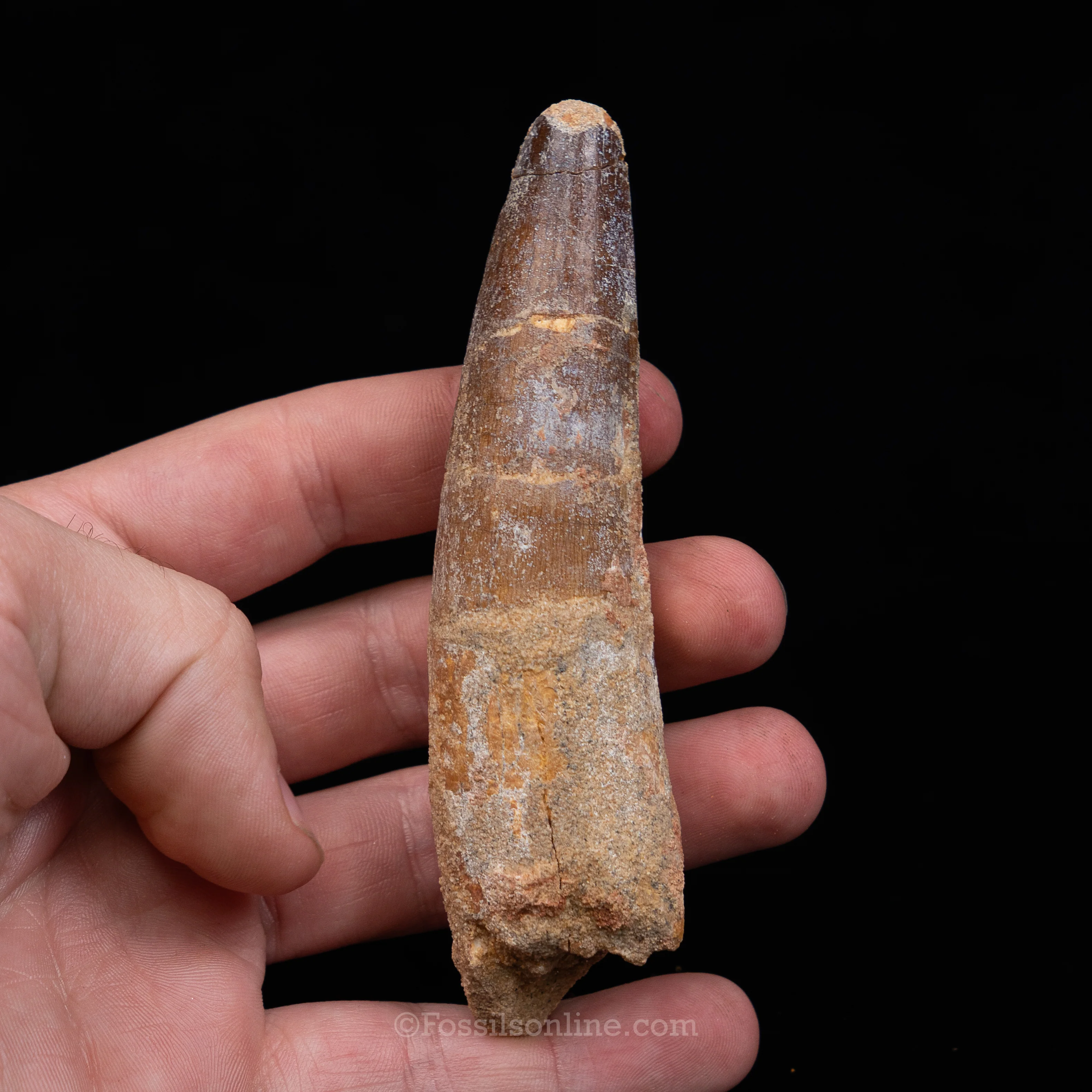 Spinosaurus Dinosaur Tooth in Lg Case - Image 11