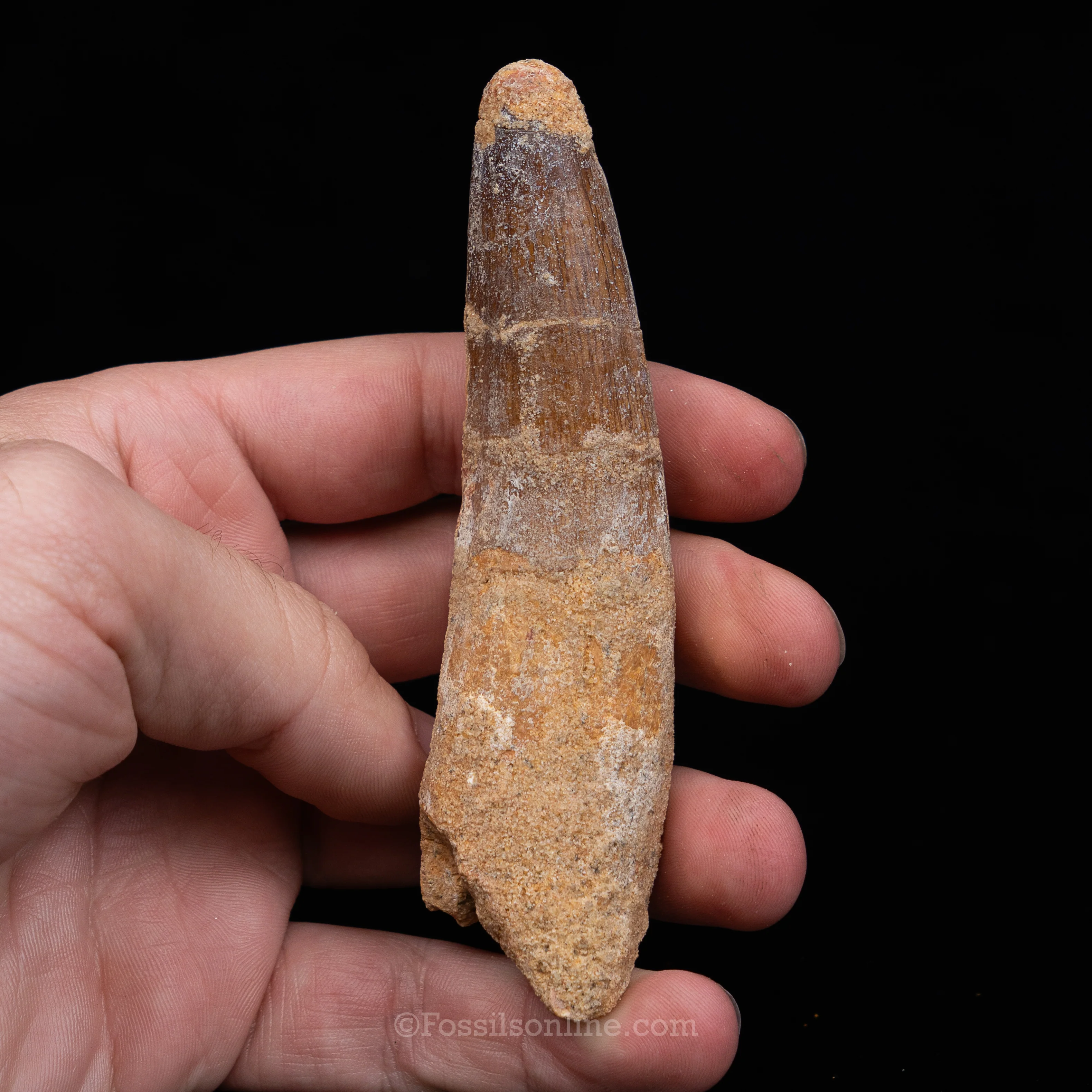 Spinosaurus Dinosaur Tooth in Lg Case - Image 12