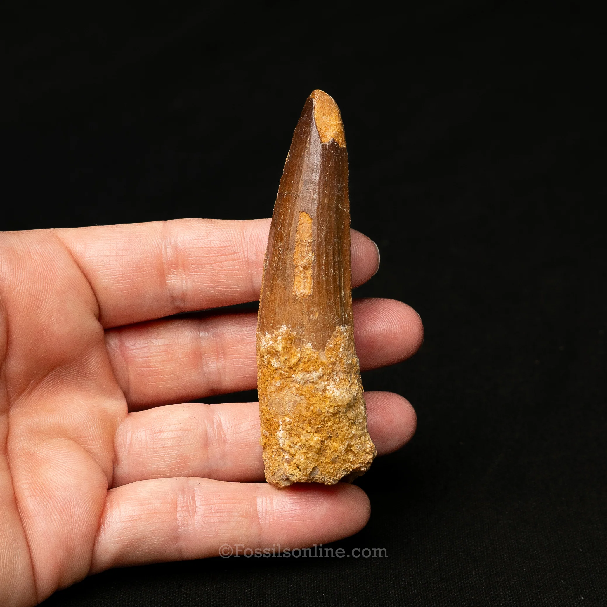 Spinosaurus Dinosaur Tooth in Lg Case - Image 3