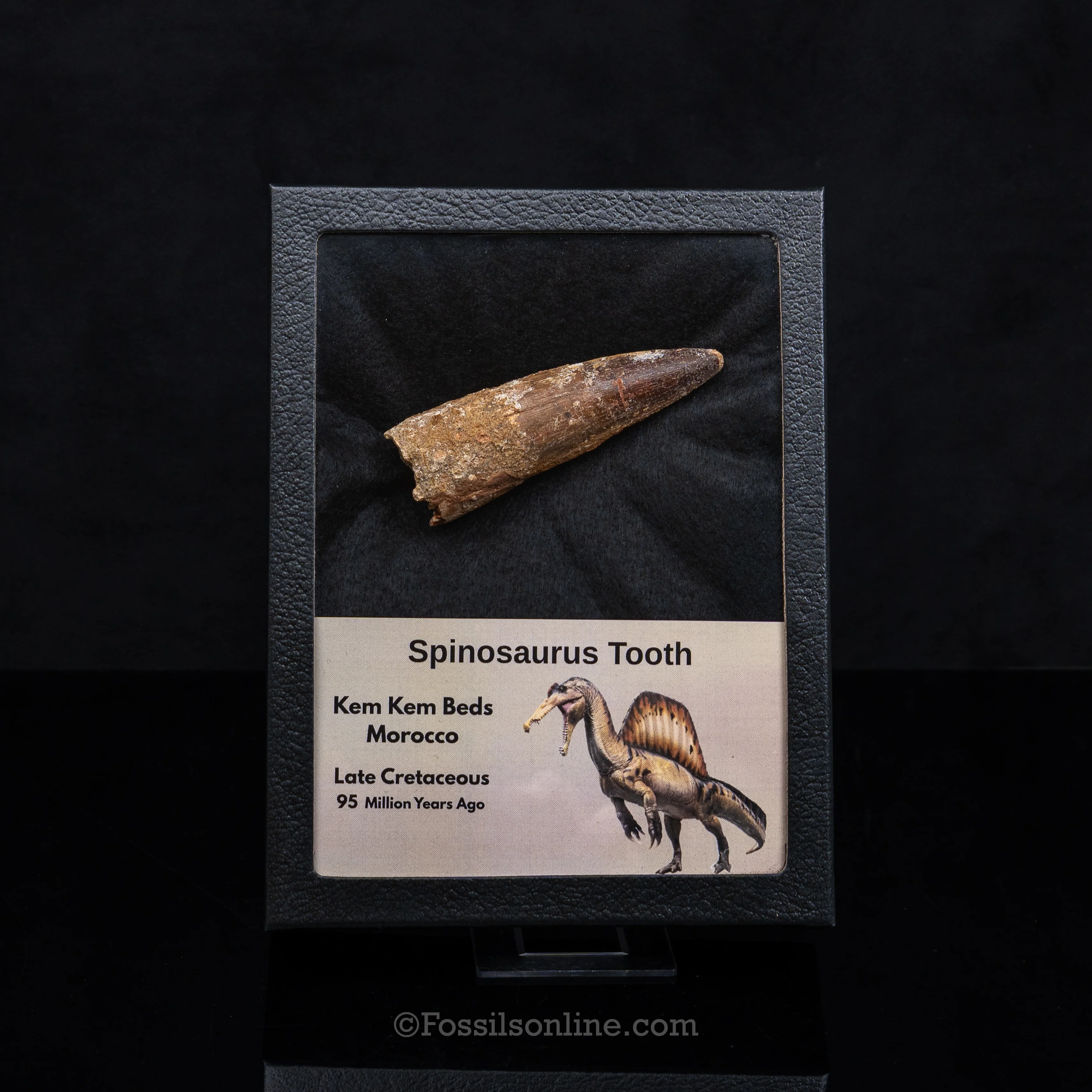 Spinosaurus Dinosaur Tooth in Lg Case - Image 4
