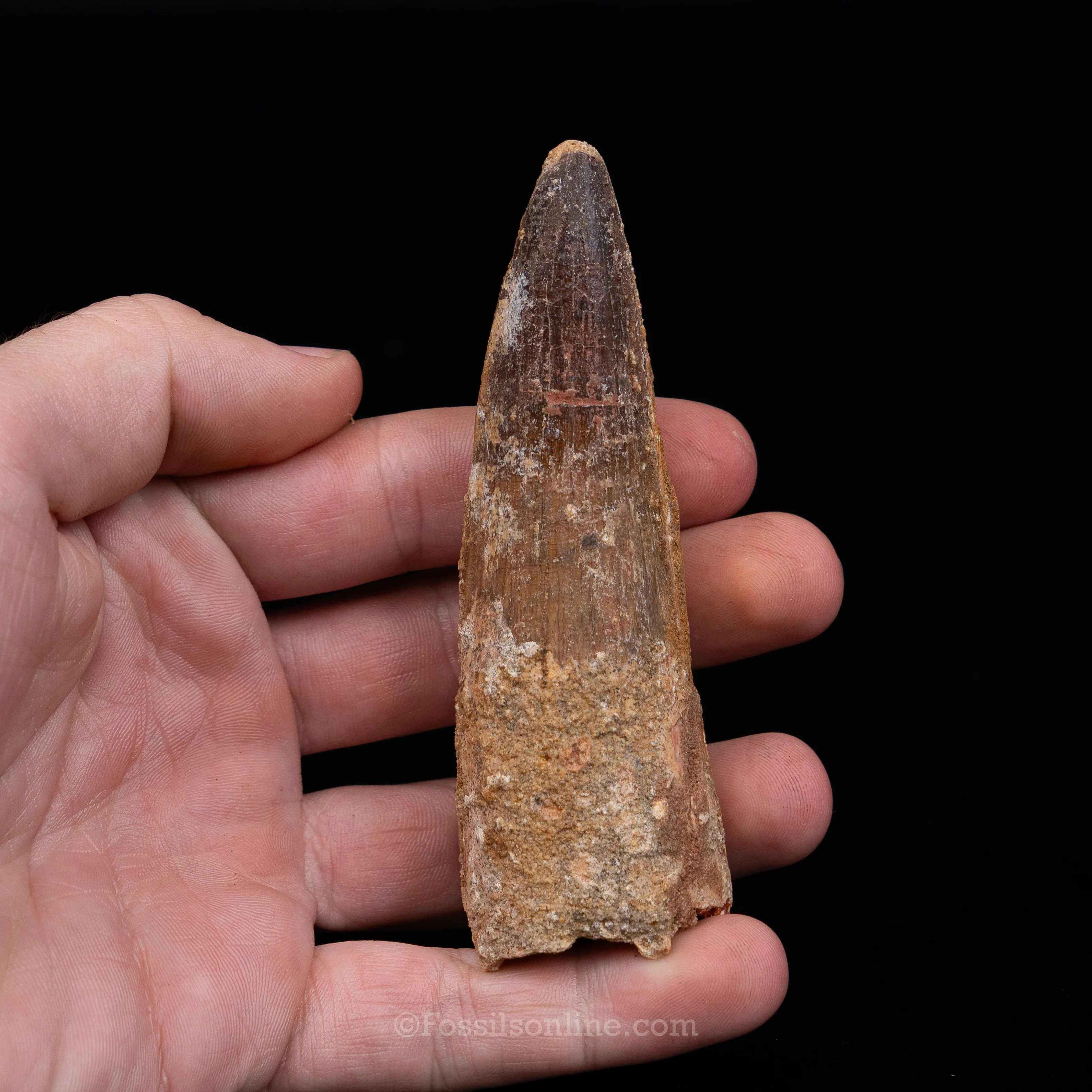 Spinosaurus Dinosaur Tooth in Lg Case - Image 5