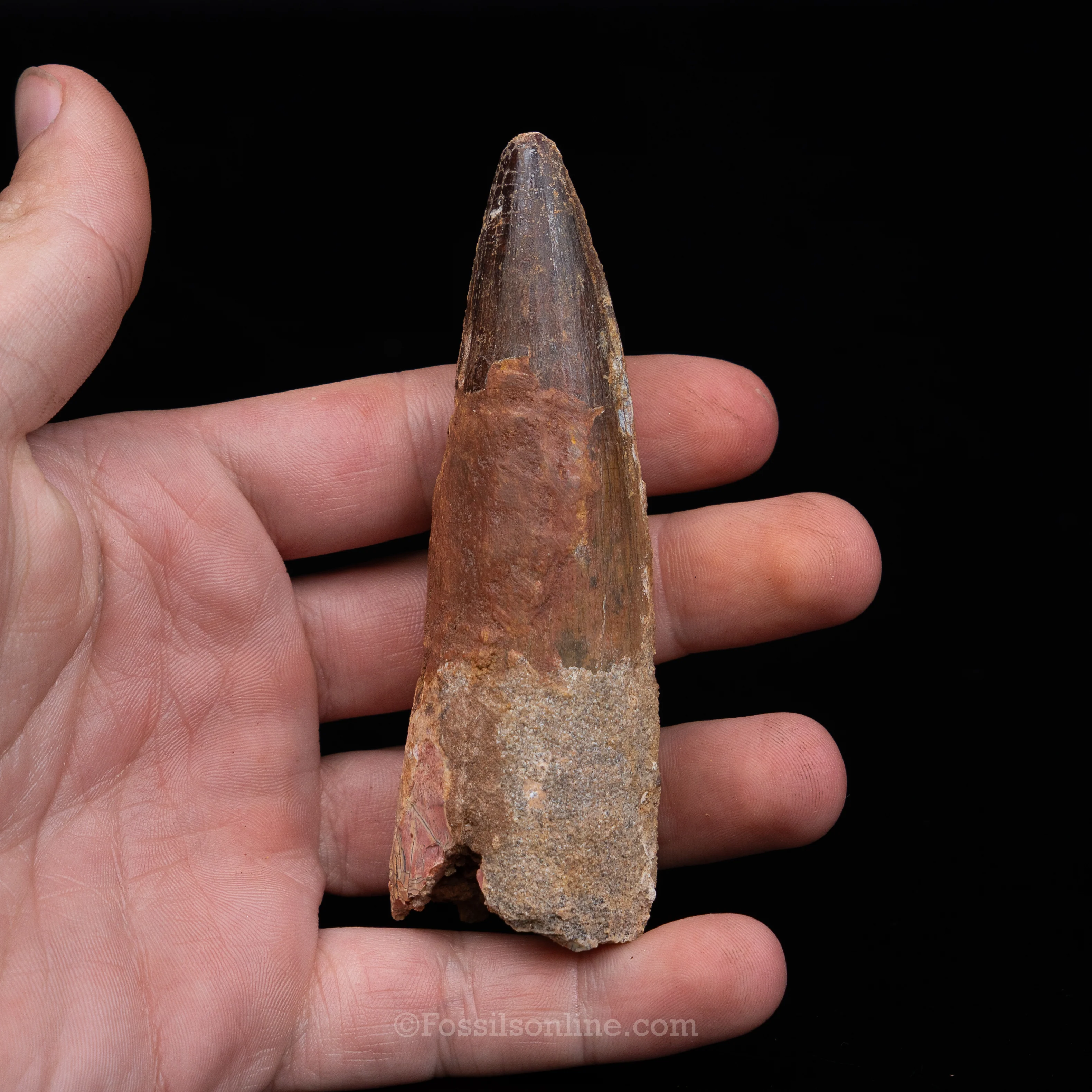 Spinosaurus Dinosaur Tooth in Lg Case - Image 6