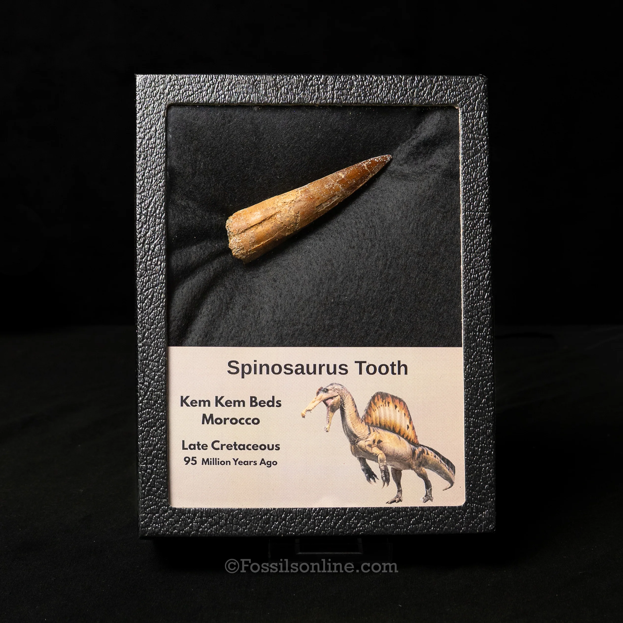 Spinosaurus Dinosaur Tooth in Lg Case - Image 7