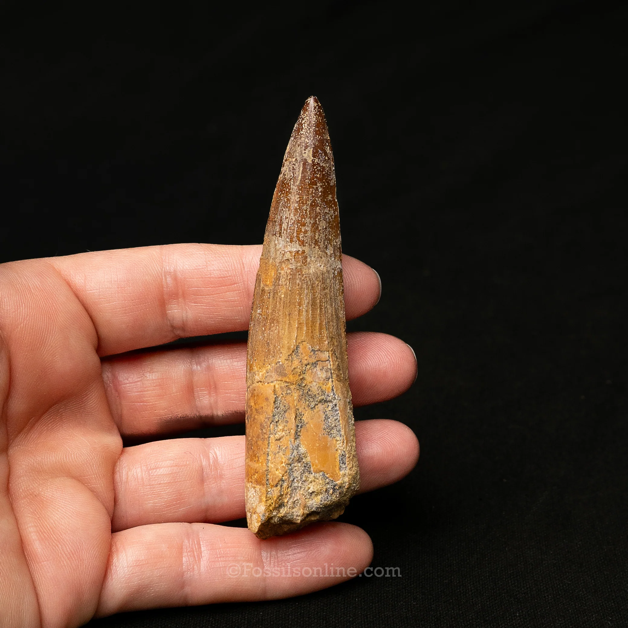 Spinosaurus Dinosaur Tooth in Lg Case - Image 8