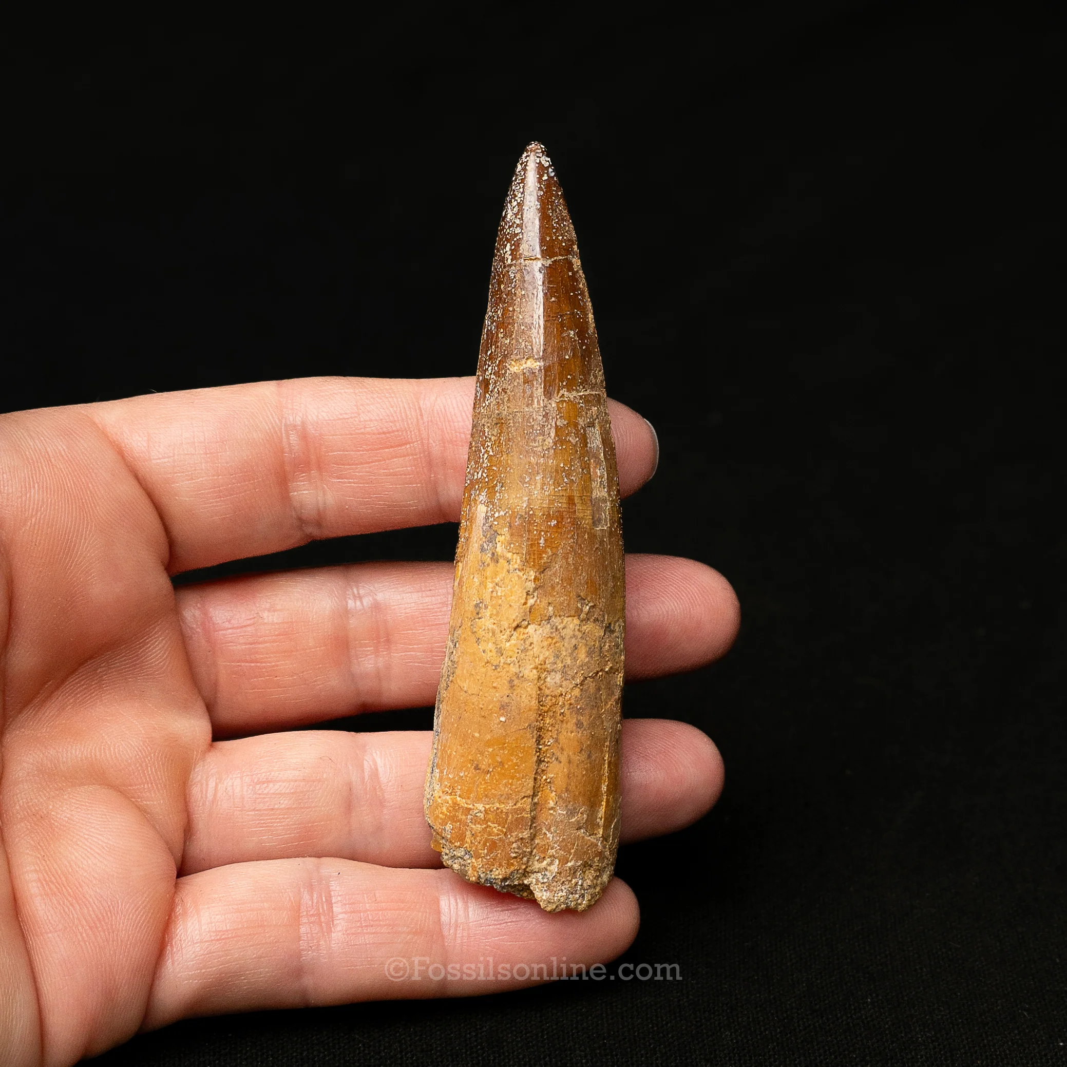 Spinosaurus Dinosaur Tooth in Lg Case - Image 9