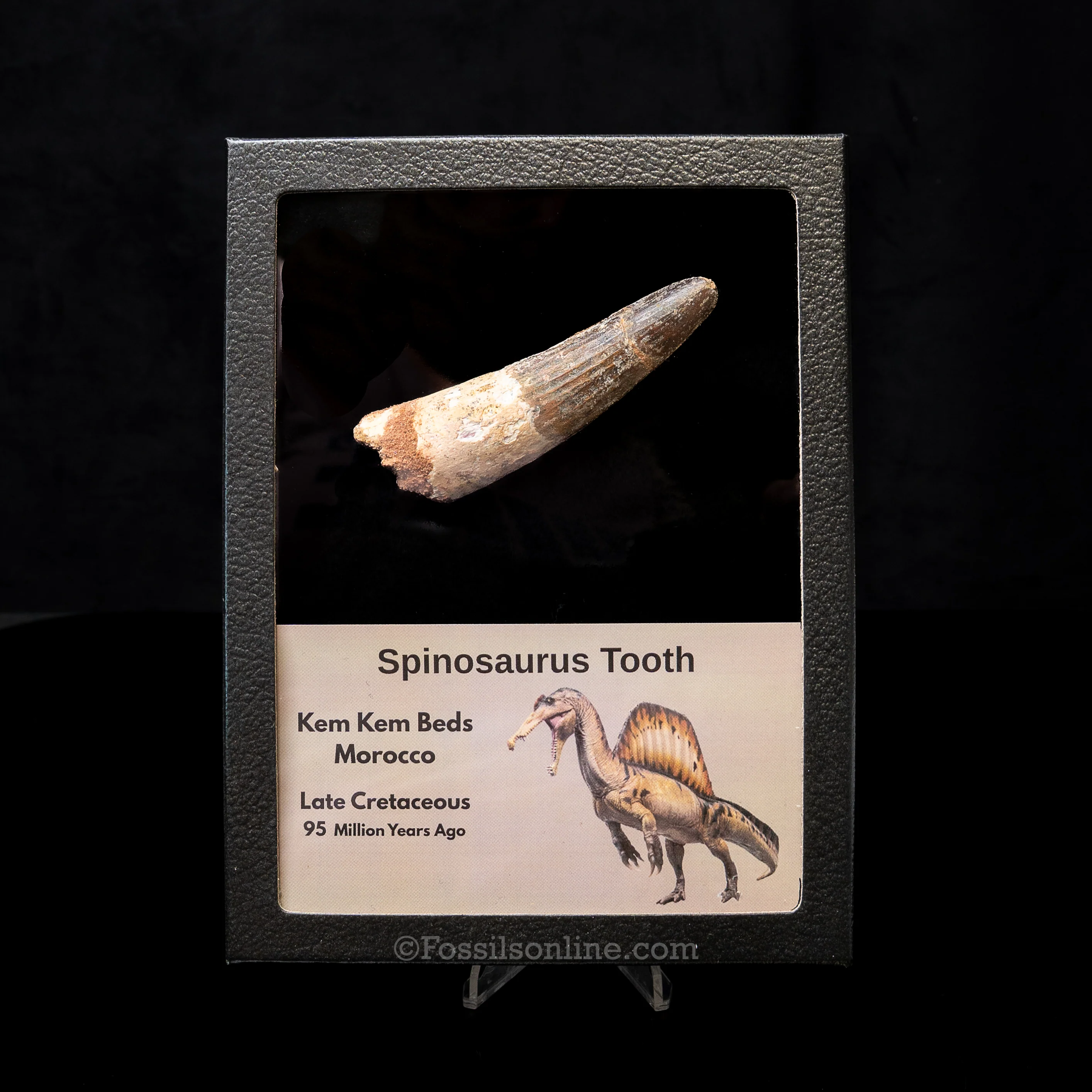 Spinosaurus Dinosaur Tooth Lg Case - Image 10