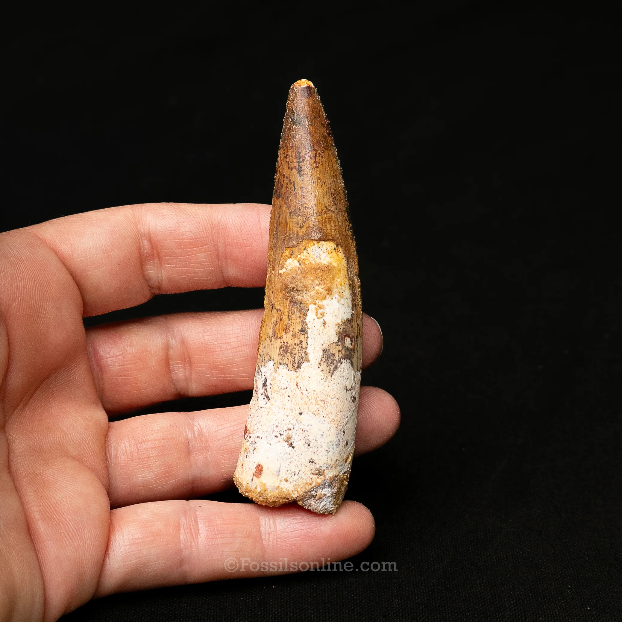 Spinosaurus Dinosaur Tooth Lg Case - Image 3