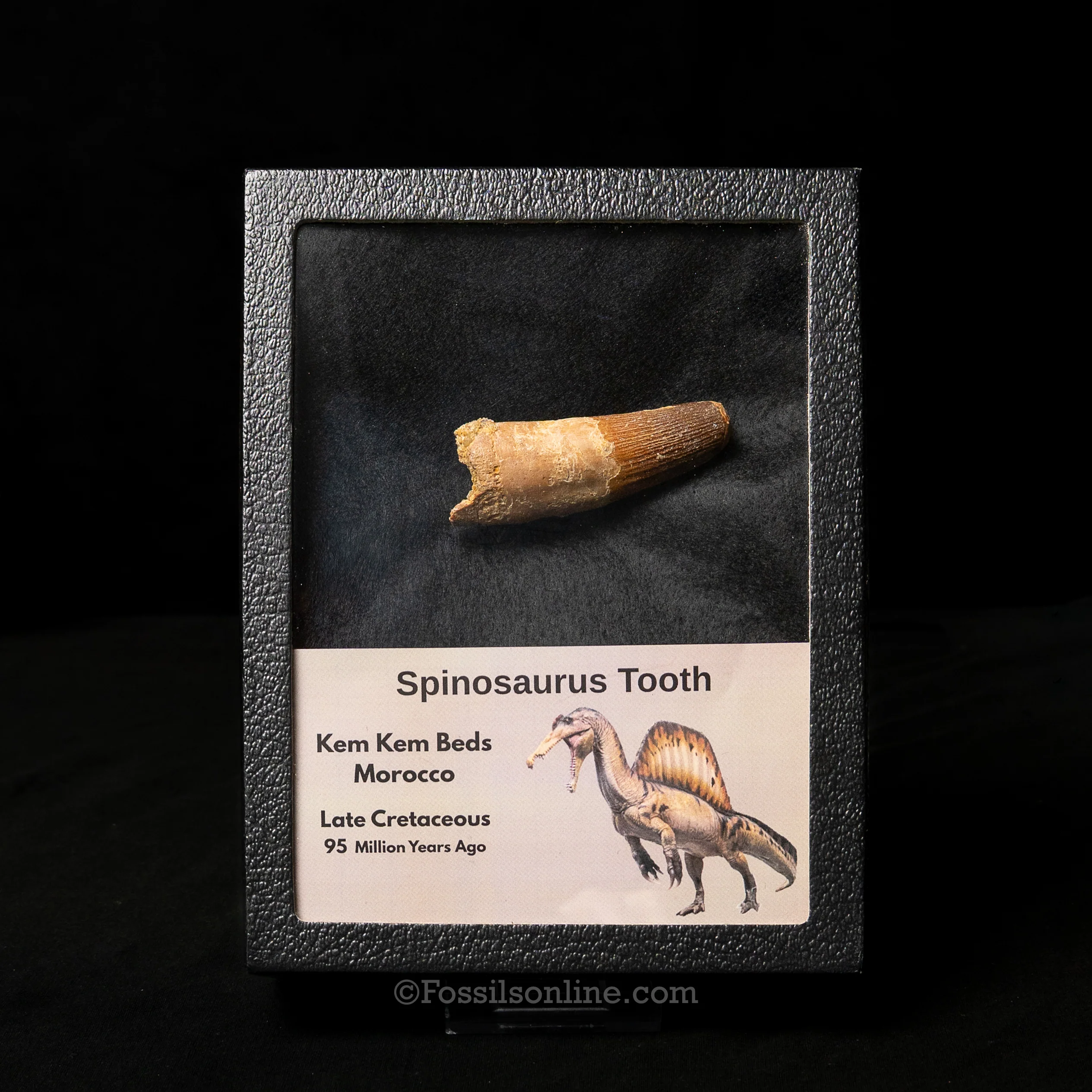 Spinosaurus Dinosaur Tooth Lg Case - Image 4