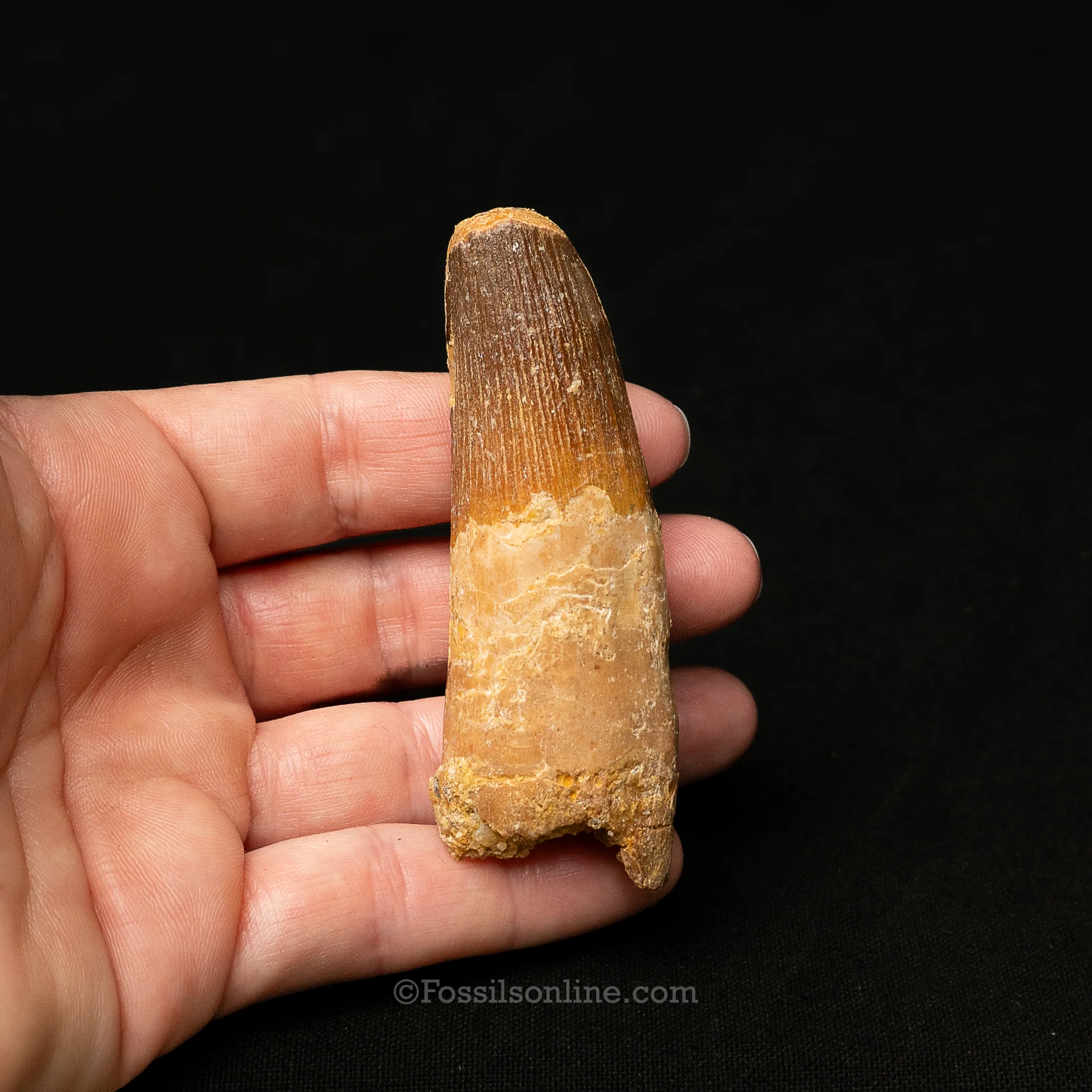 Spinosaurus Dinosaur Tooth Lg Case - Image 5