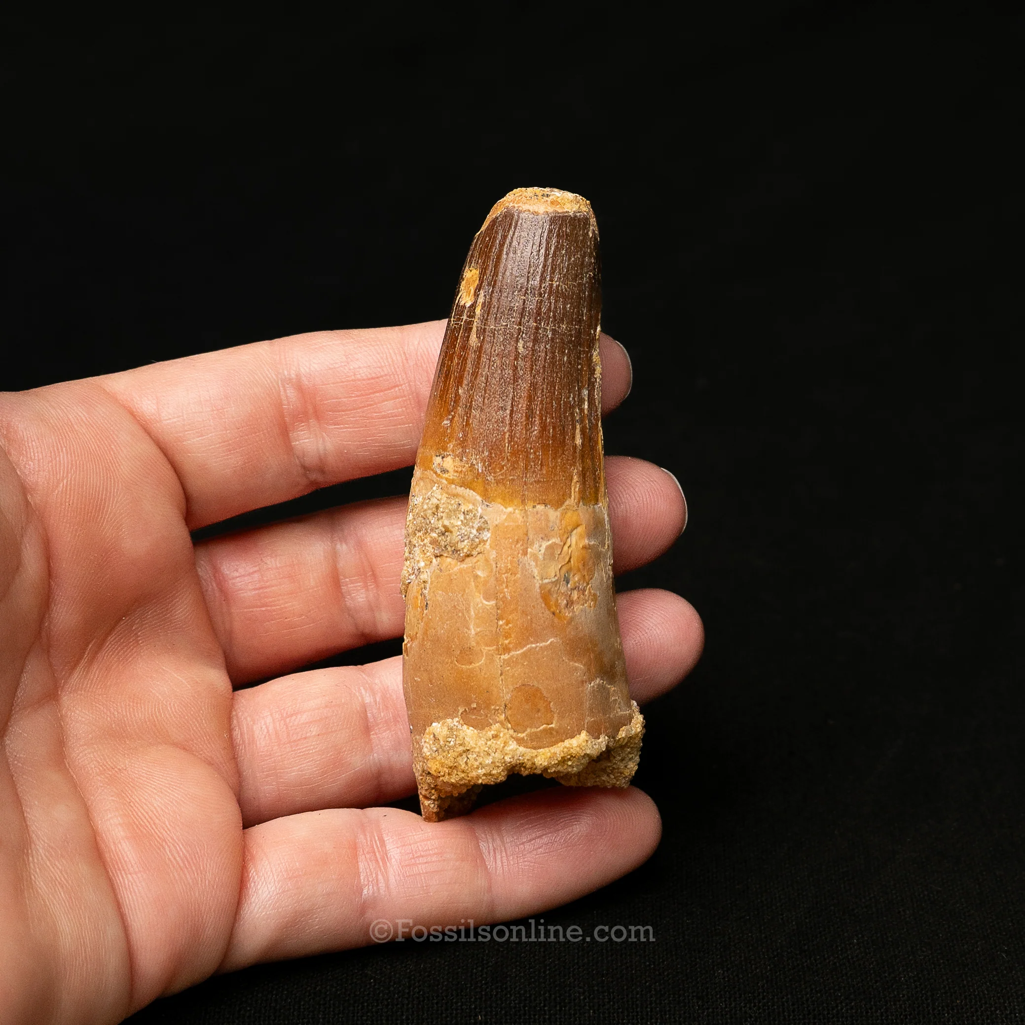Spinosaurus Dinosaur Tooth Lg Case - Image 6