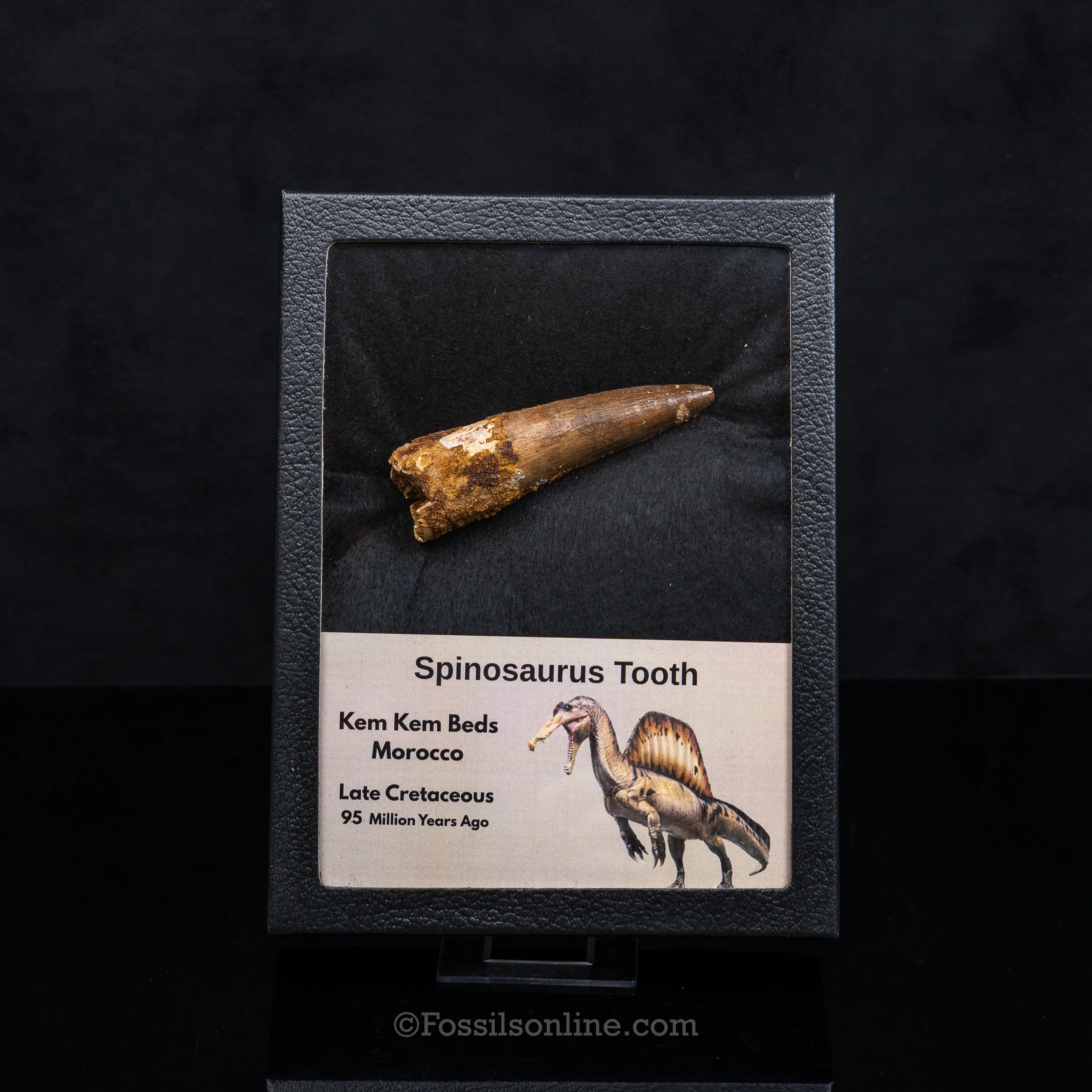 Spinosaurus Dinosaur Tooth Lg Case - Image 7