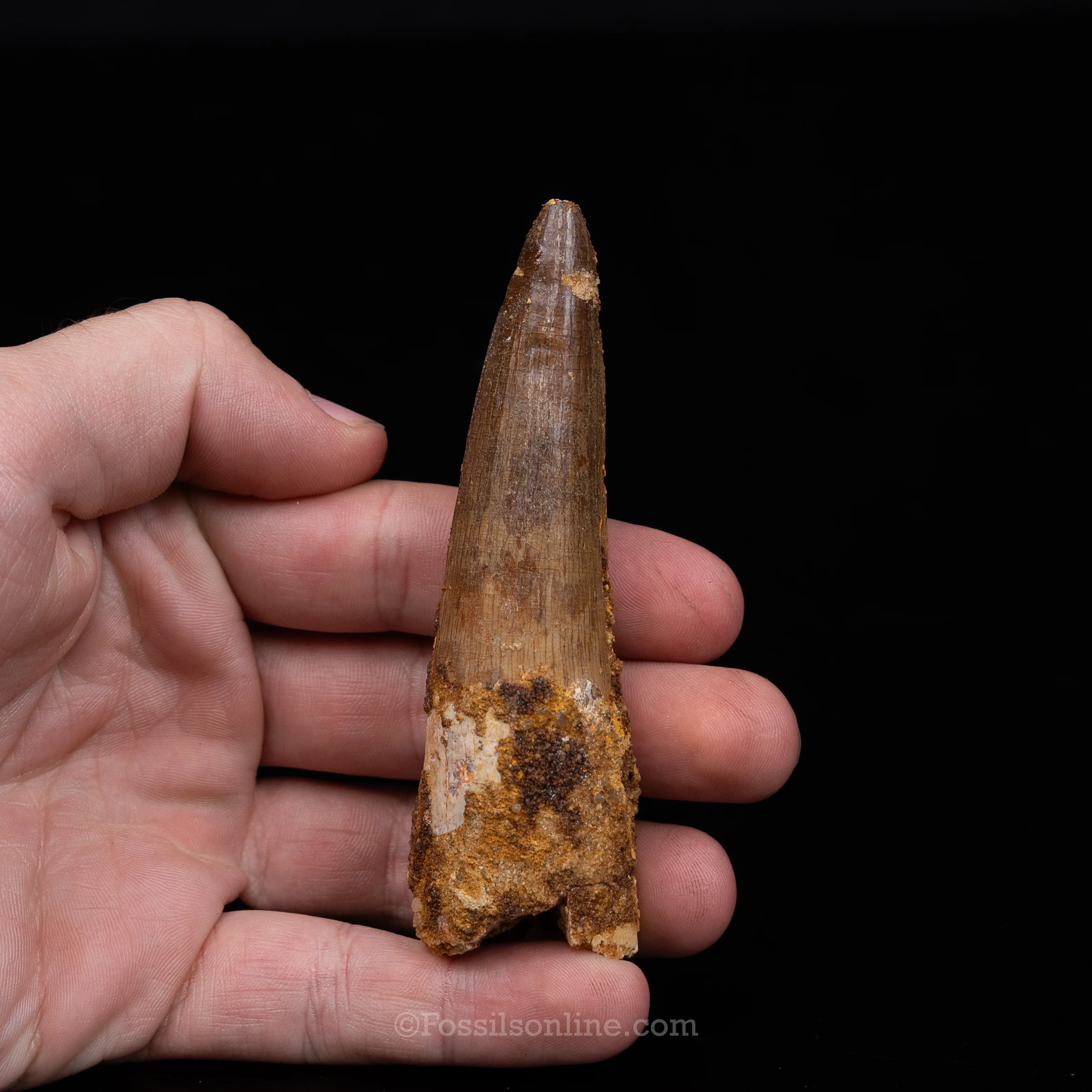 Spinosaurus Dinosaur Tooth Lg Case - Image 8