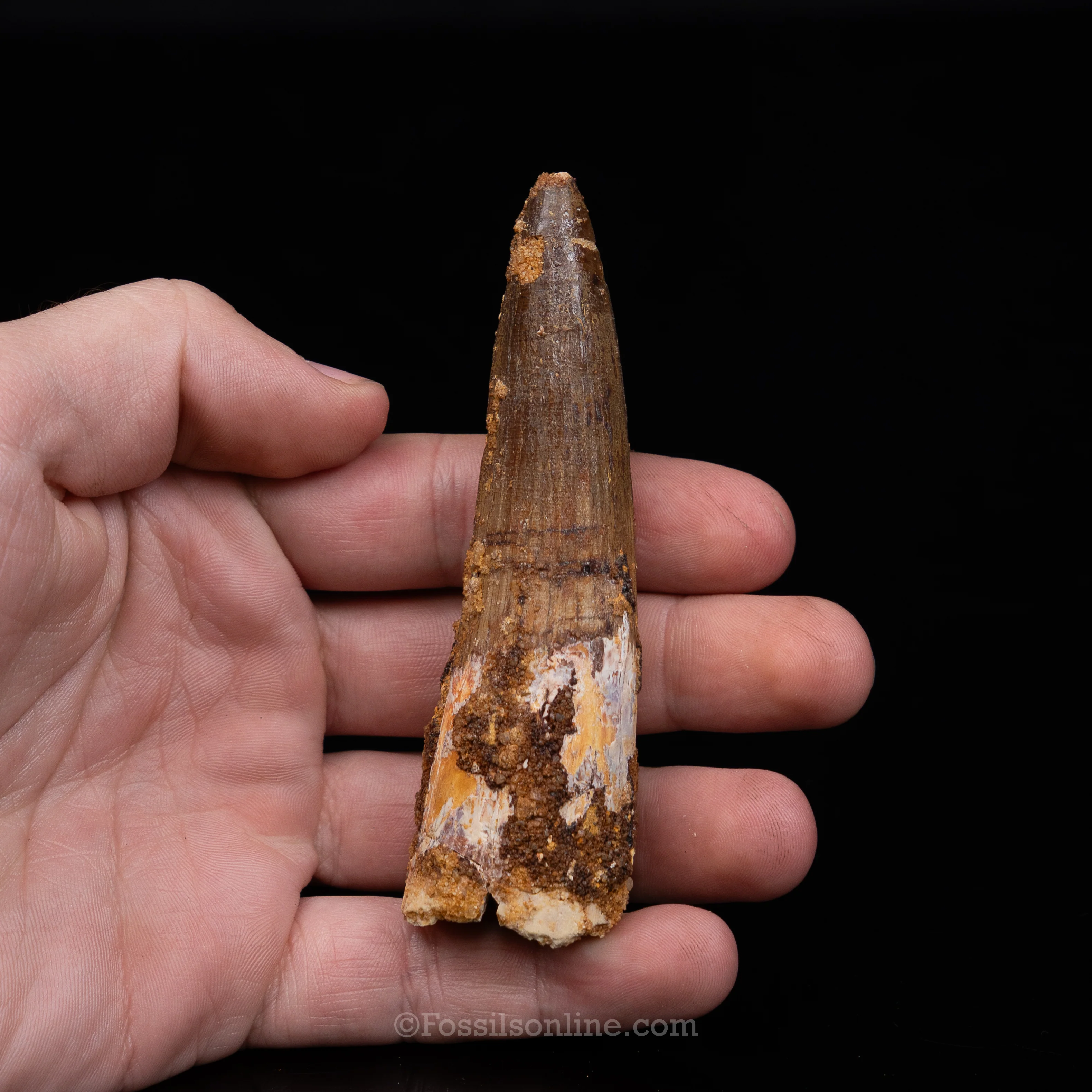 Spinosaurus Dinosaur Tooth Lg Case - Image 9