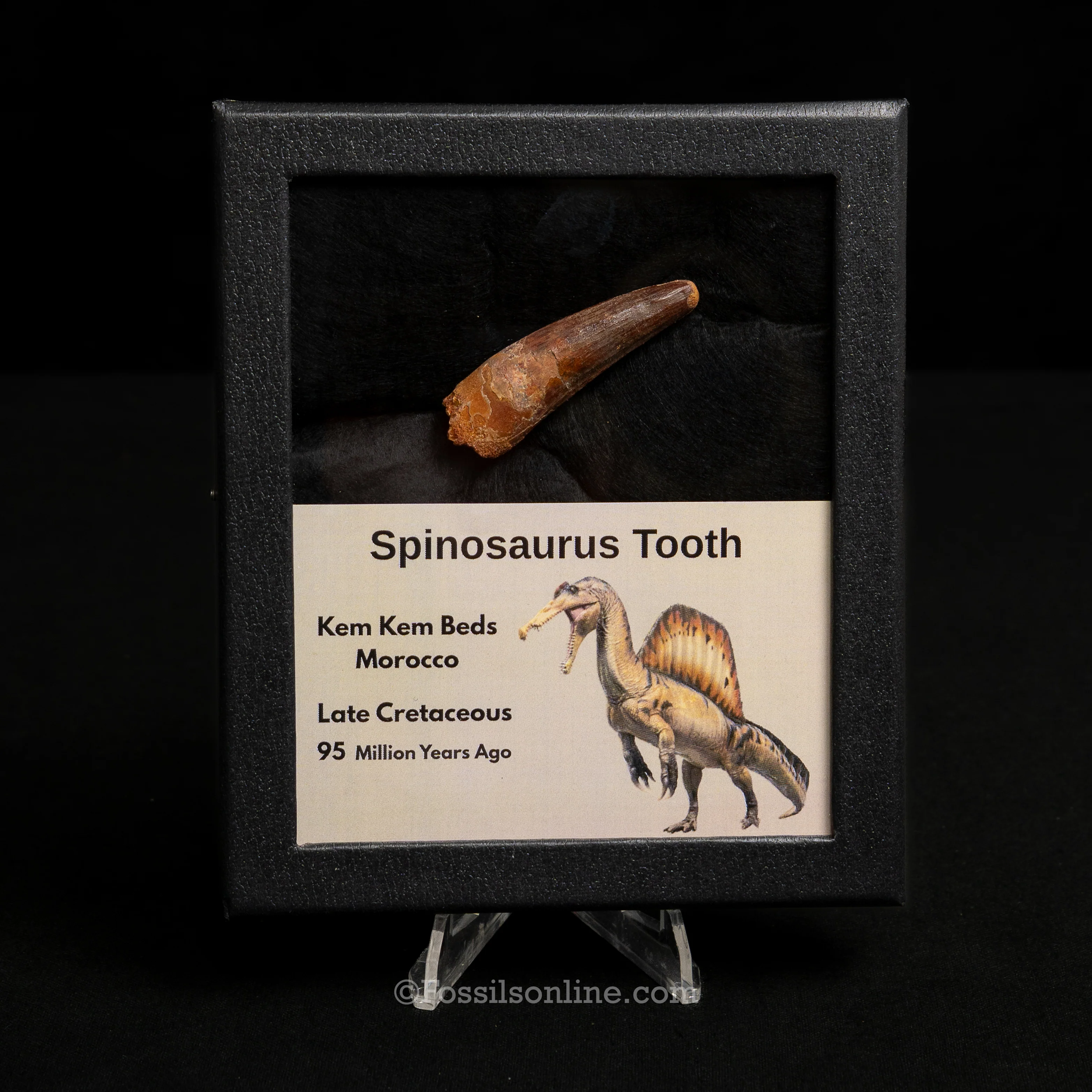Spinosaurus Dinosaur Tooth Med Case - Image 10