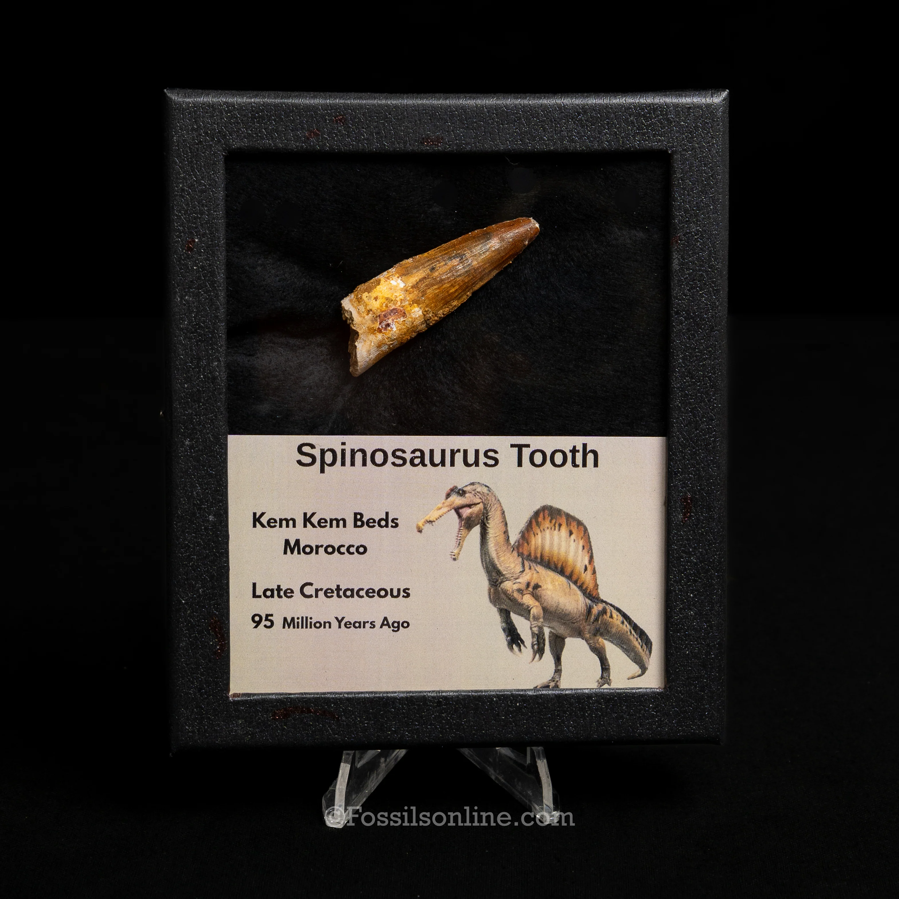 Spinosaurus Dinosaur Tooth Med Case - Image 11
