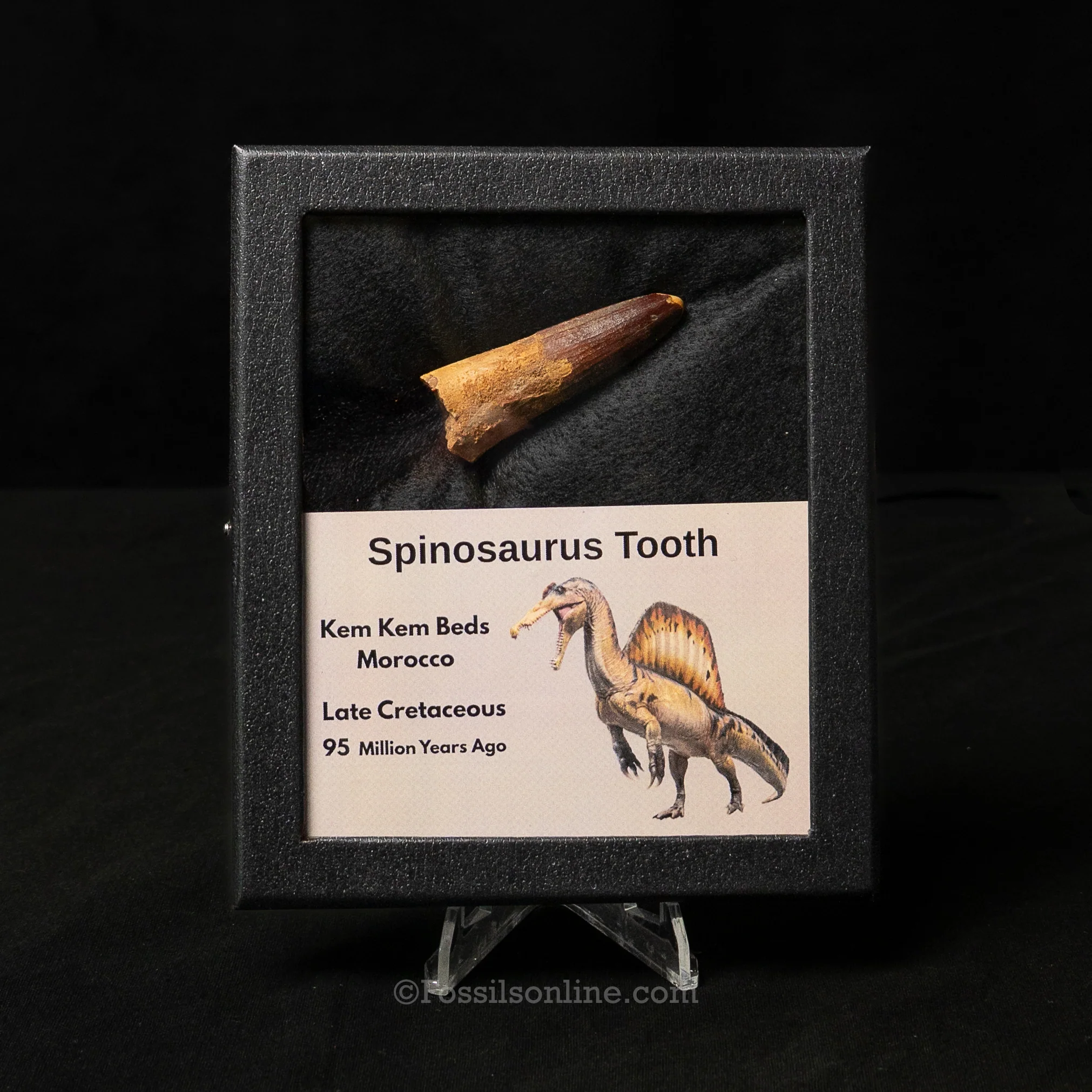 Spinosaurus Dinosaur Tooth Med Case - Image 3