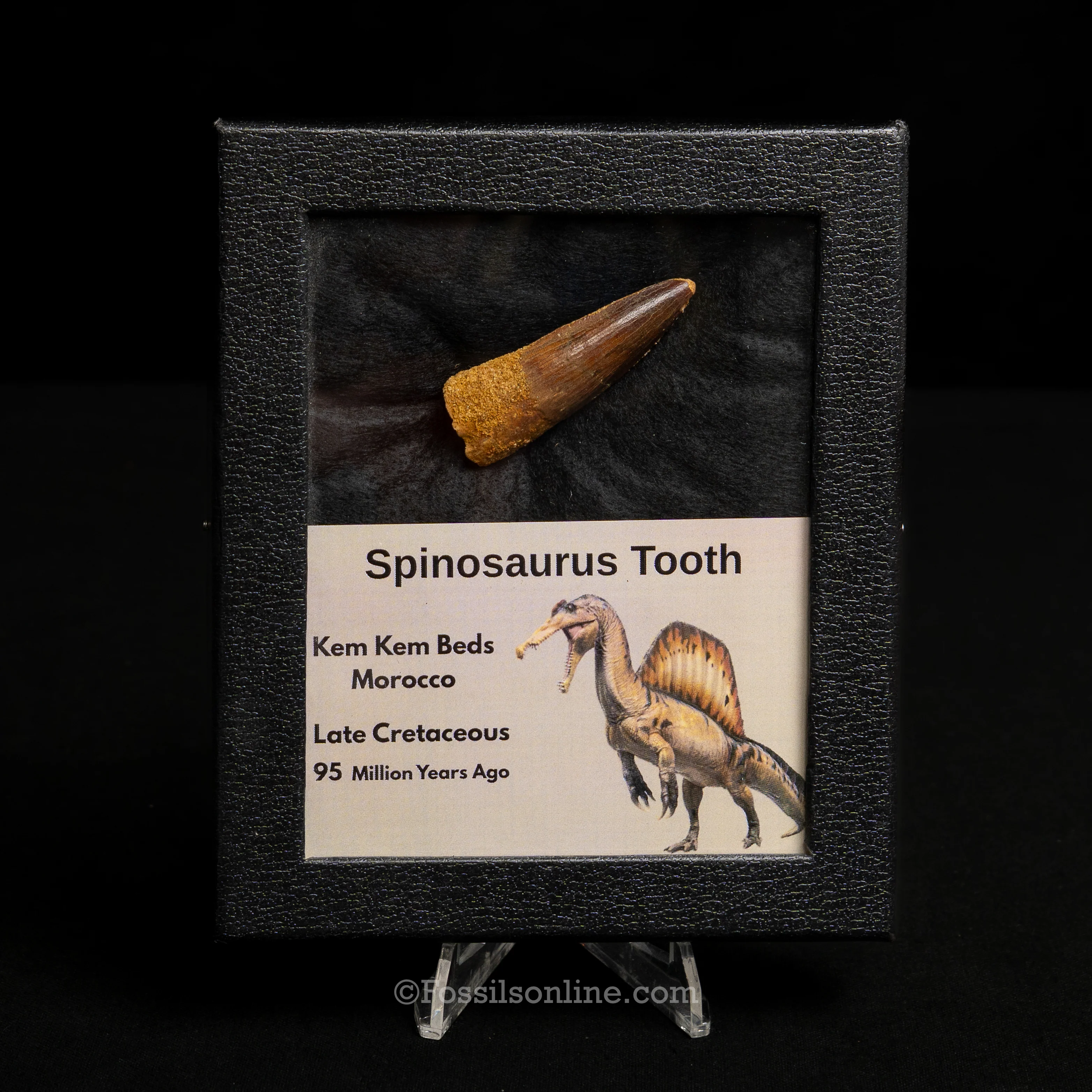 Spinosaurus Dinosaur Tooth Med Case - Image 4