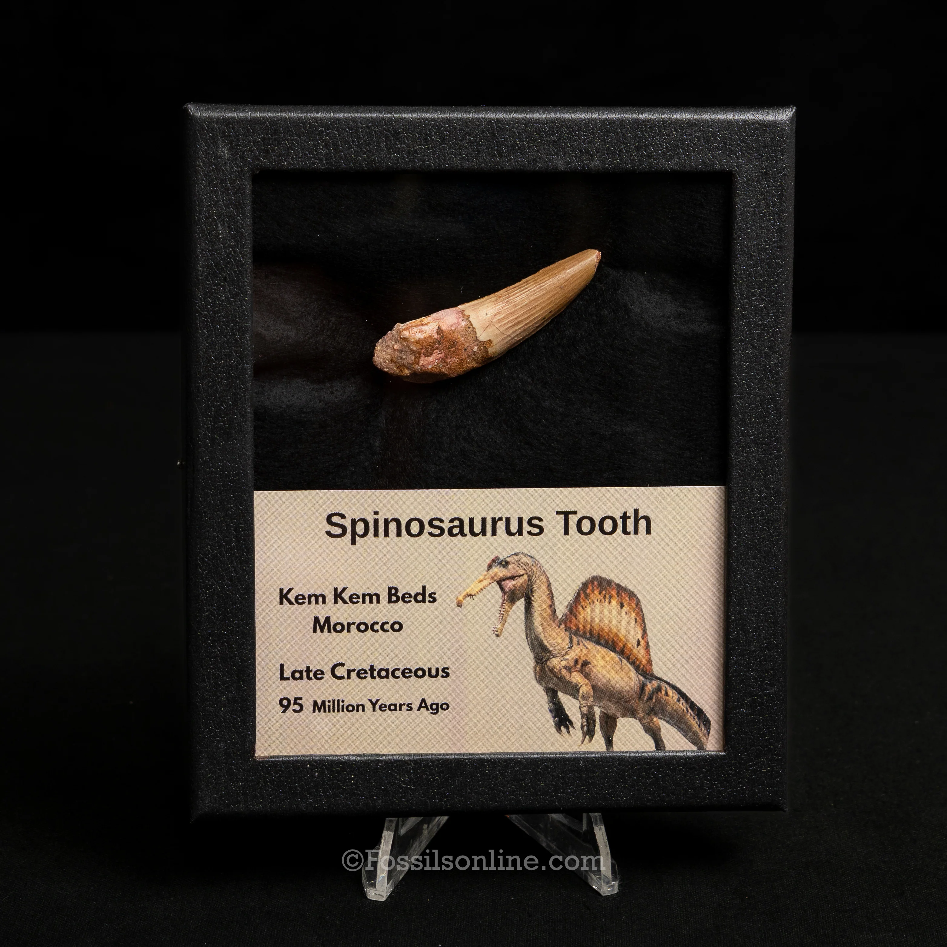 Spinosaurus Dinosaur Tooth Med Case - Image 5