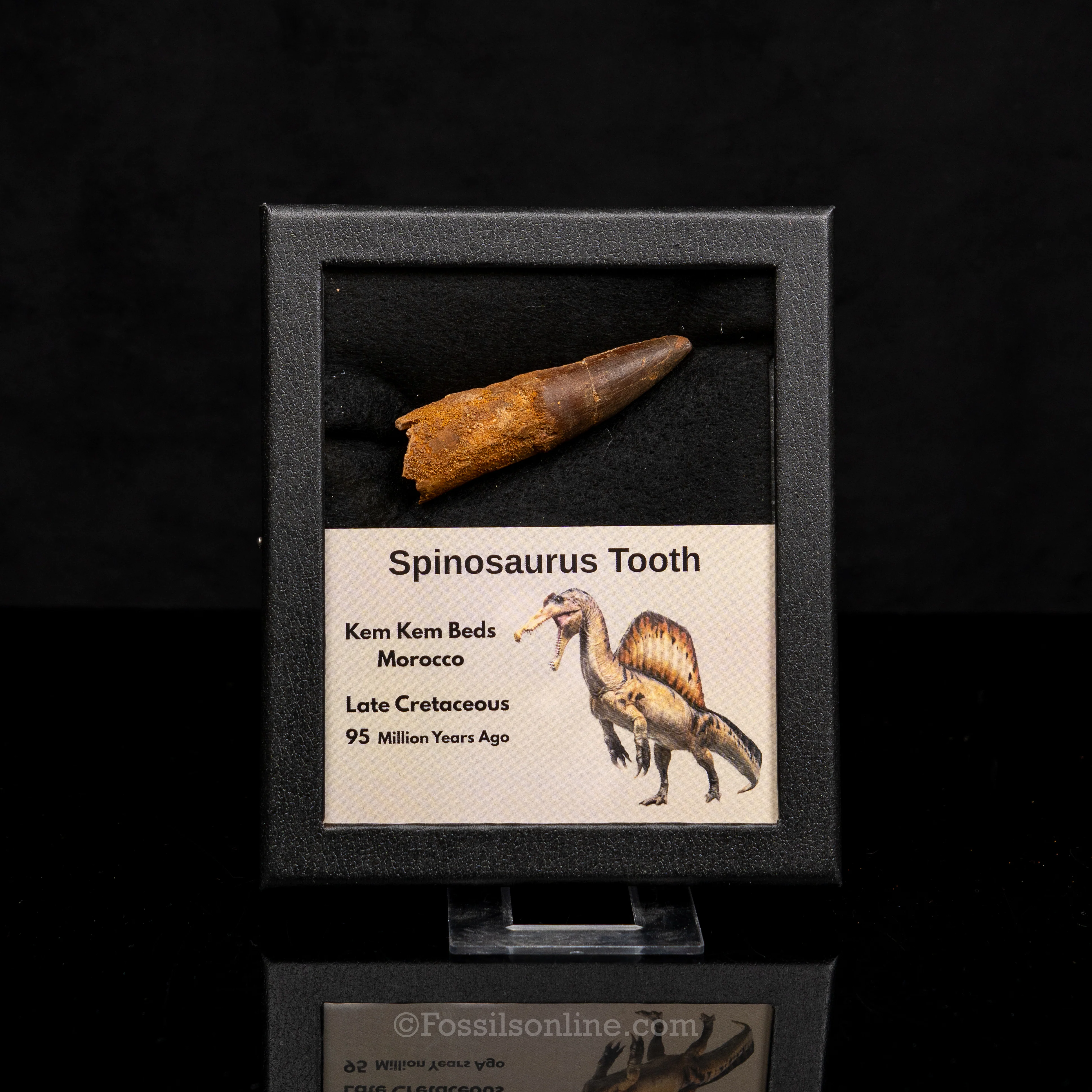 Spinosaurus Dinosaur Tooth Med Case - Image 6